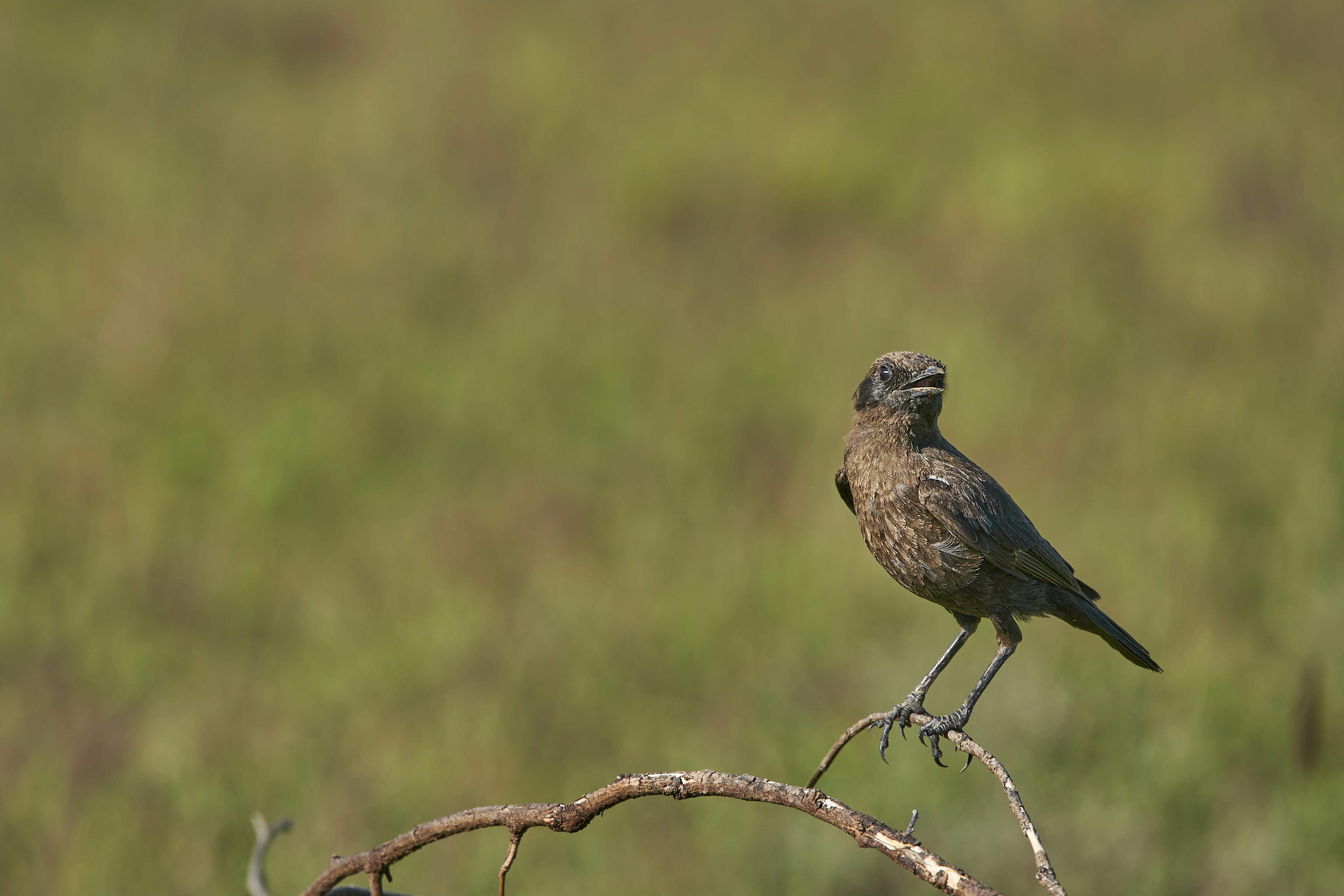 Photo by wolfgang_hasselmann