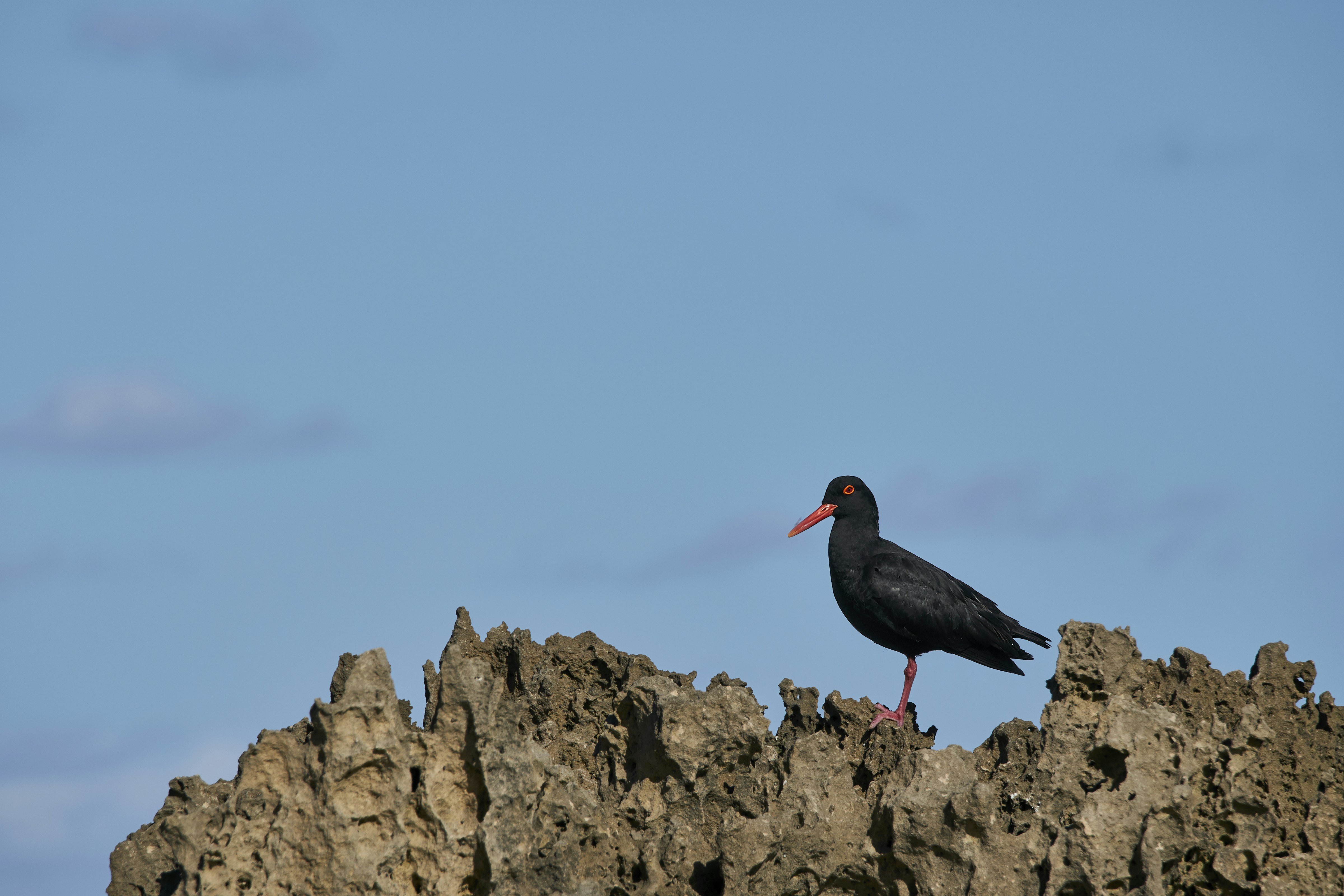 Photo by wolfgang_hasselmann