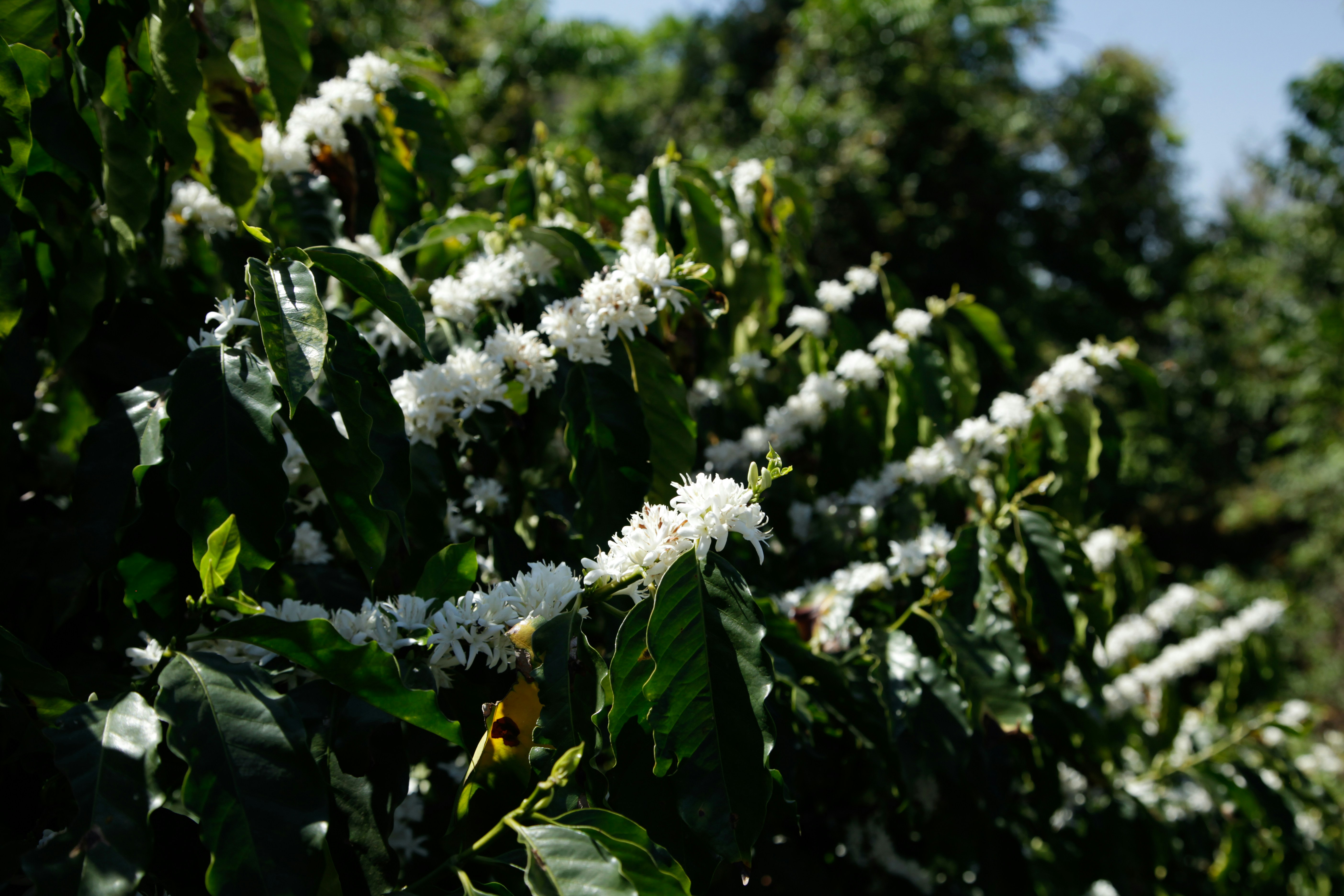 Coffee plants with white blossoms in sunlight