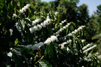 Coffee plants with white blossoms in sunlight