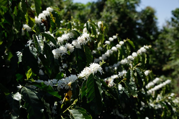 Coffee plants with white blossoms in sunlight