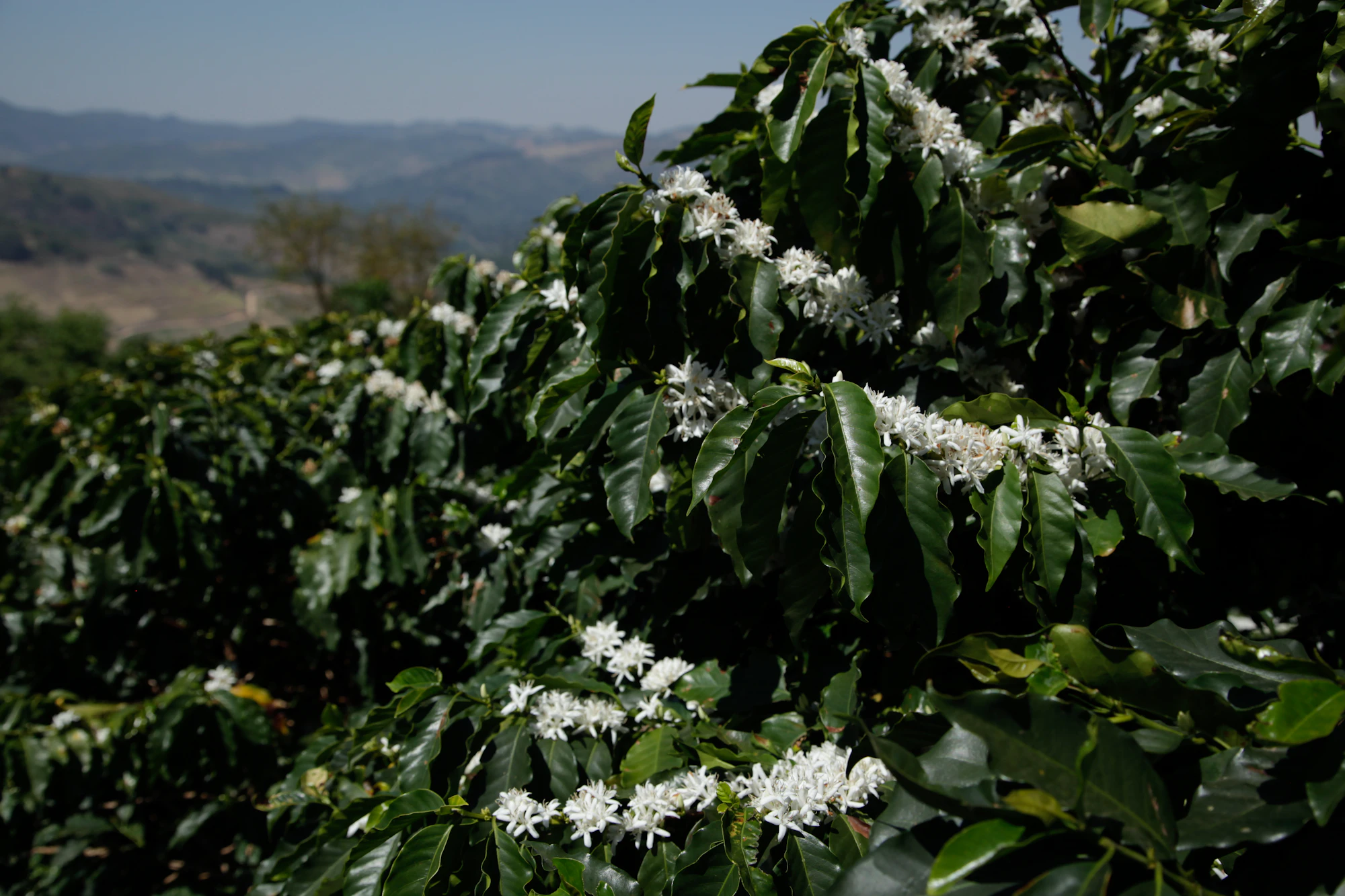 A coffee farm on a hillside — coffee shrubs in white blossom with mountains beyond