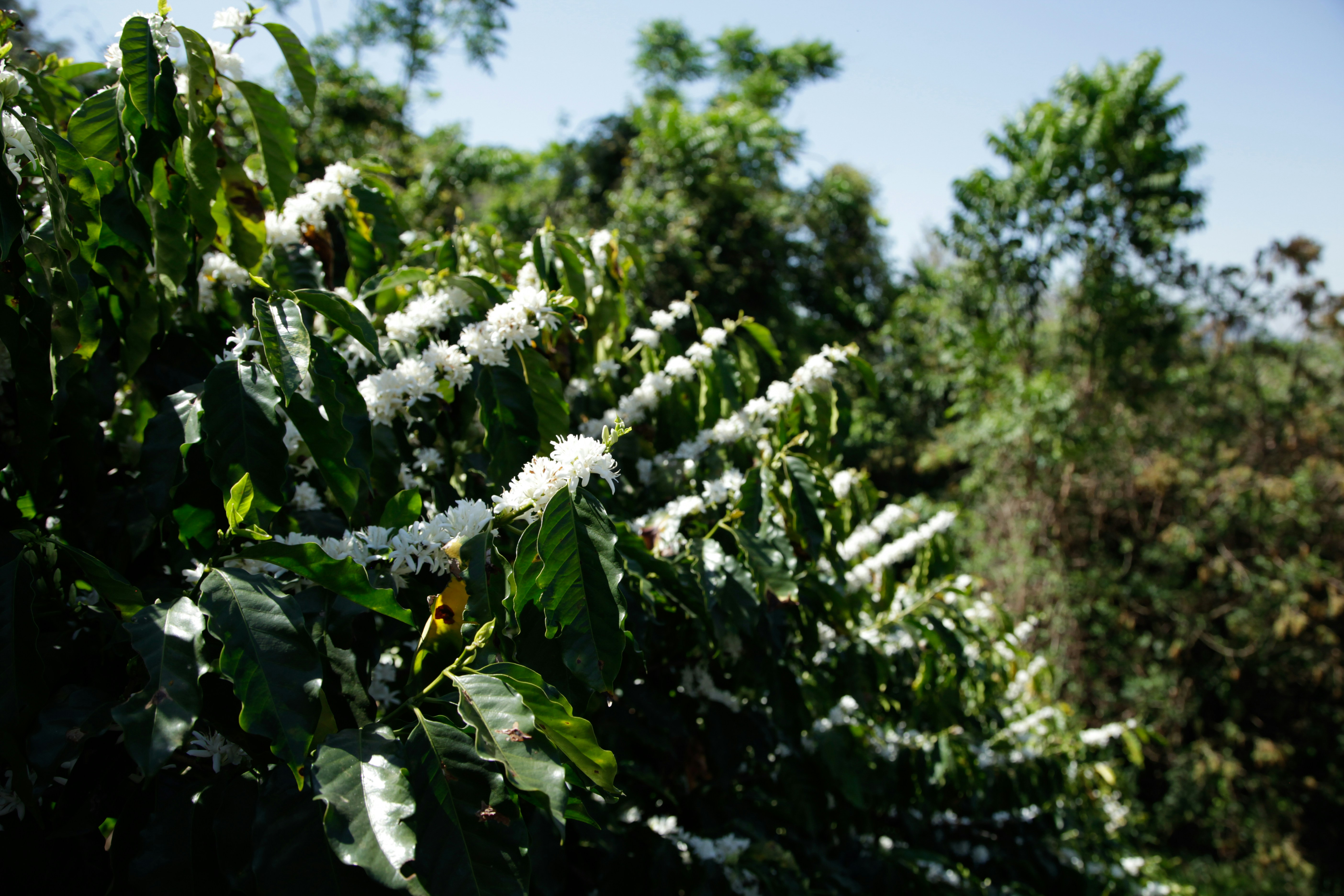 Coffee plants with white blossoms in a lush forest.