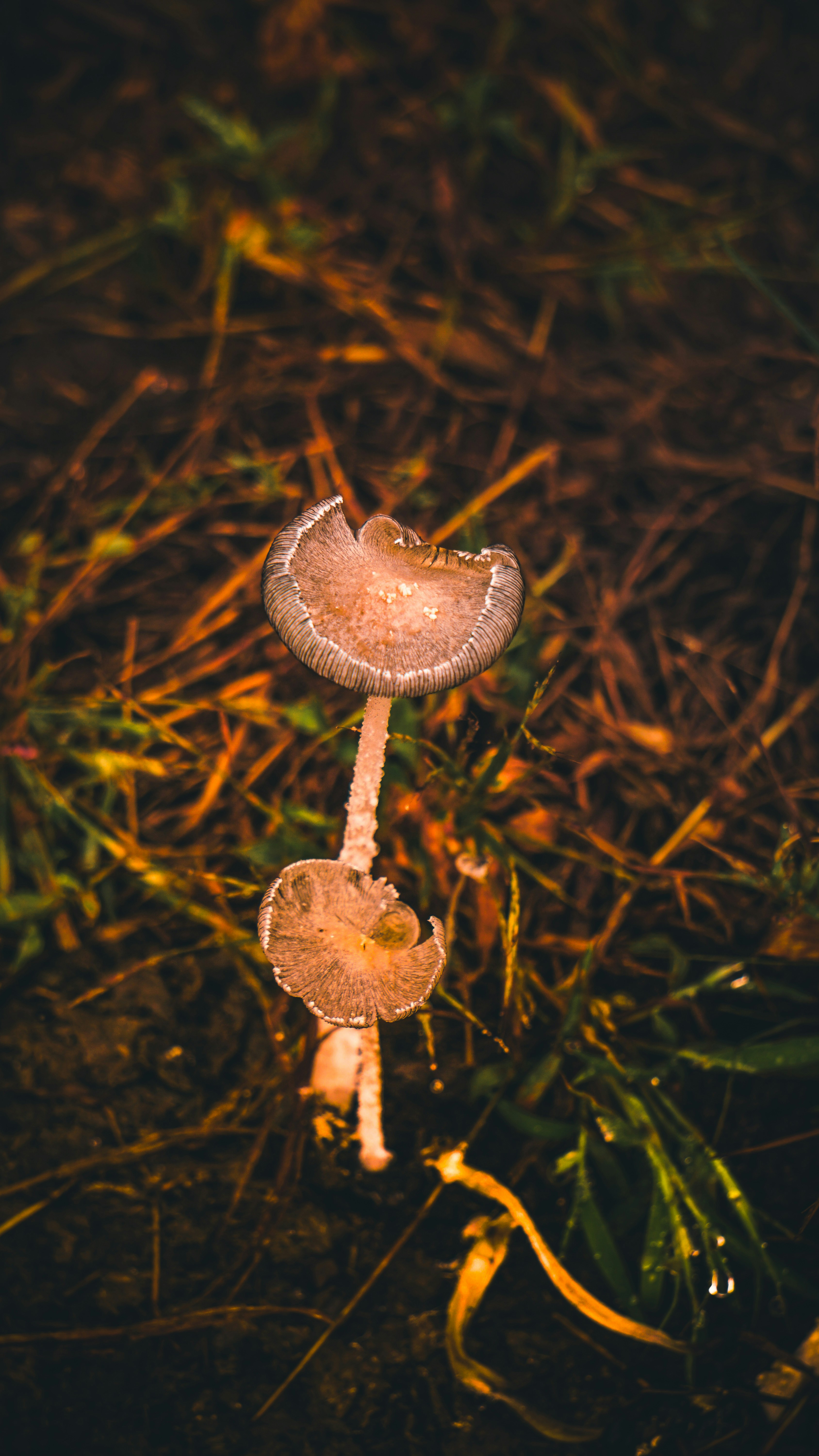 乾いた草の間に生えている2つの小さなキノコ