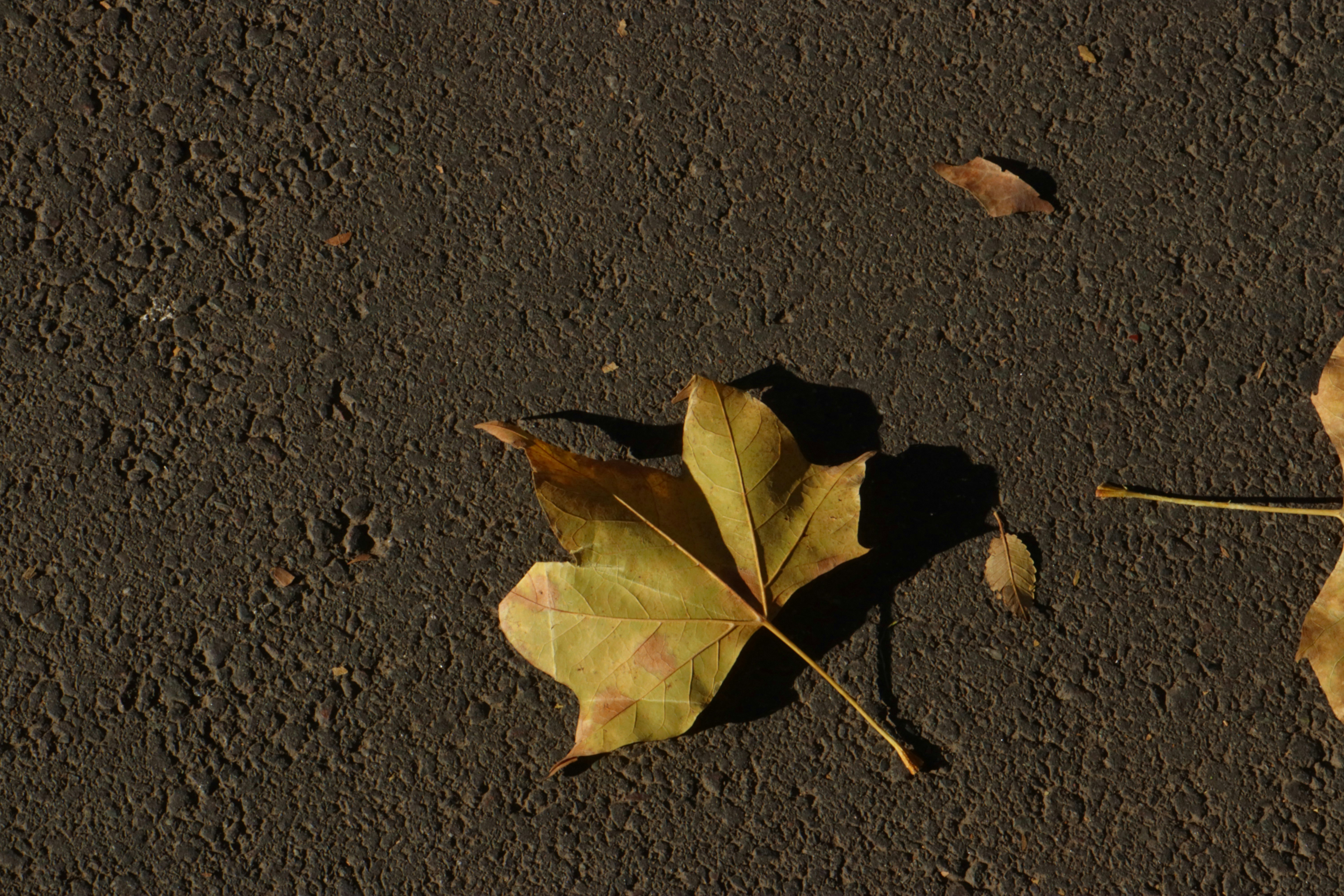 Photo by bored_mongoose