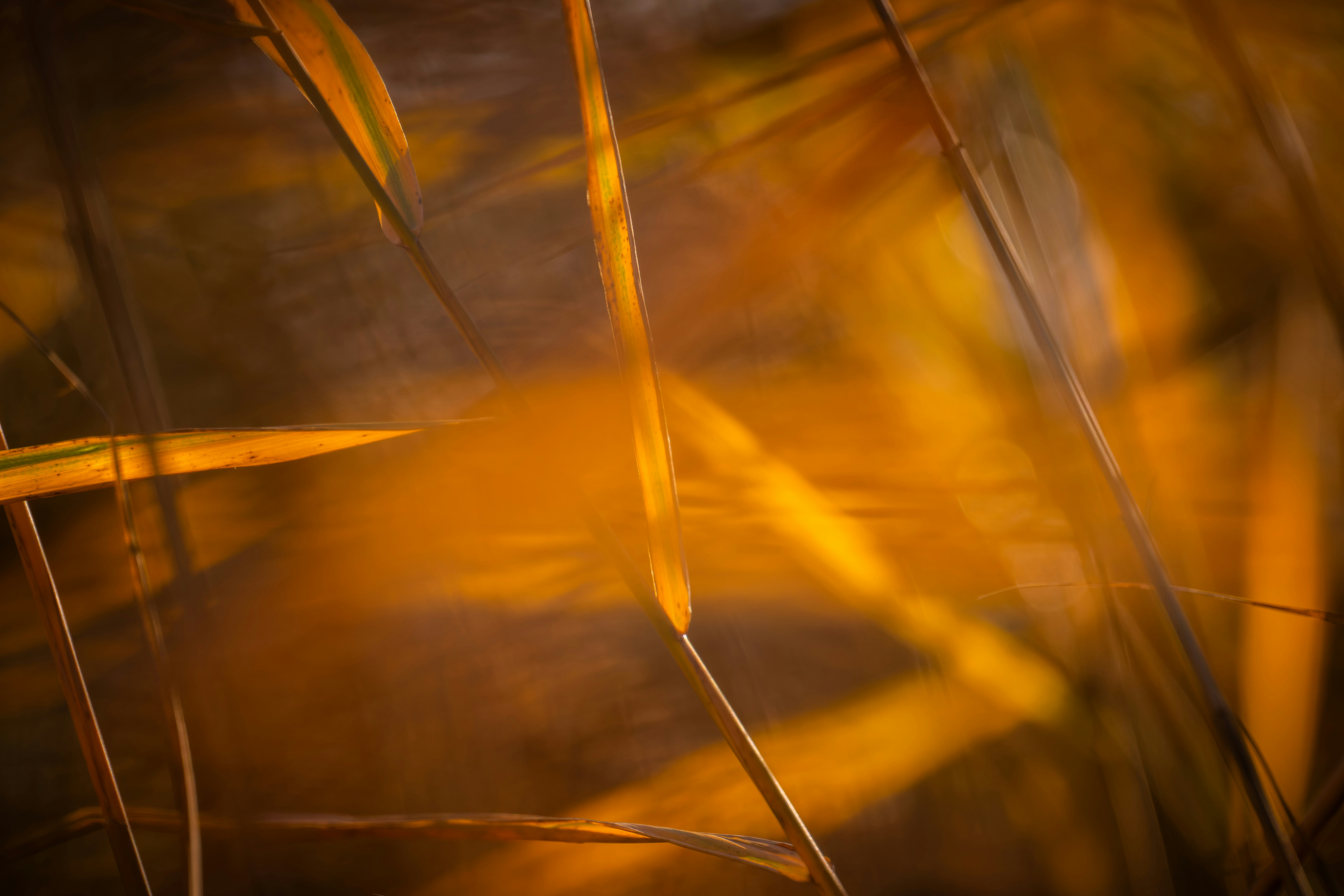 Abstract golden reeds with blurred background