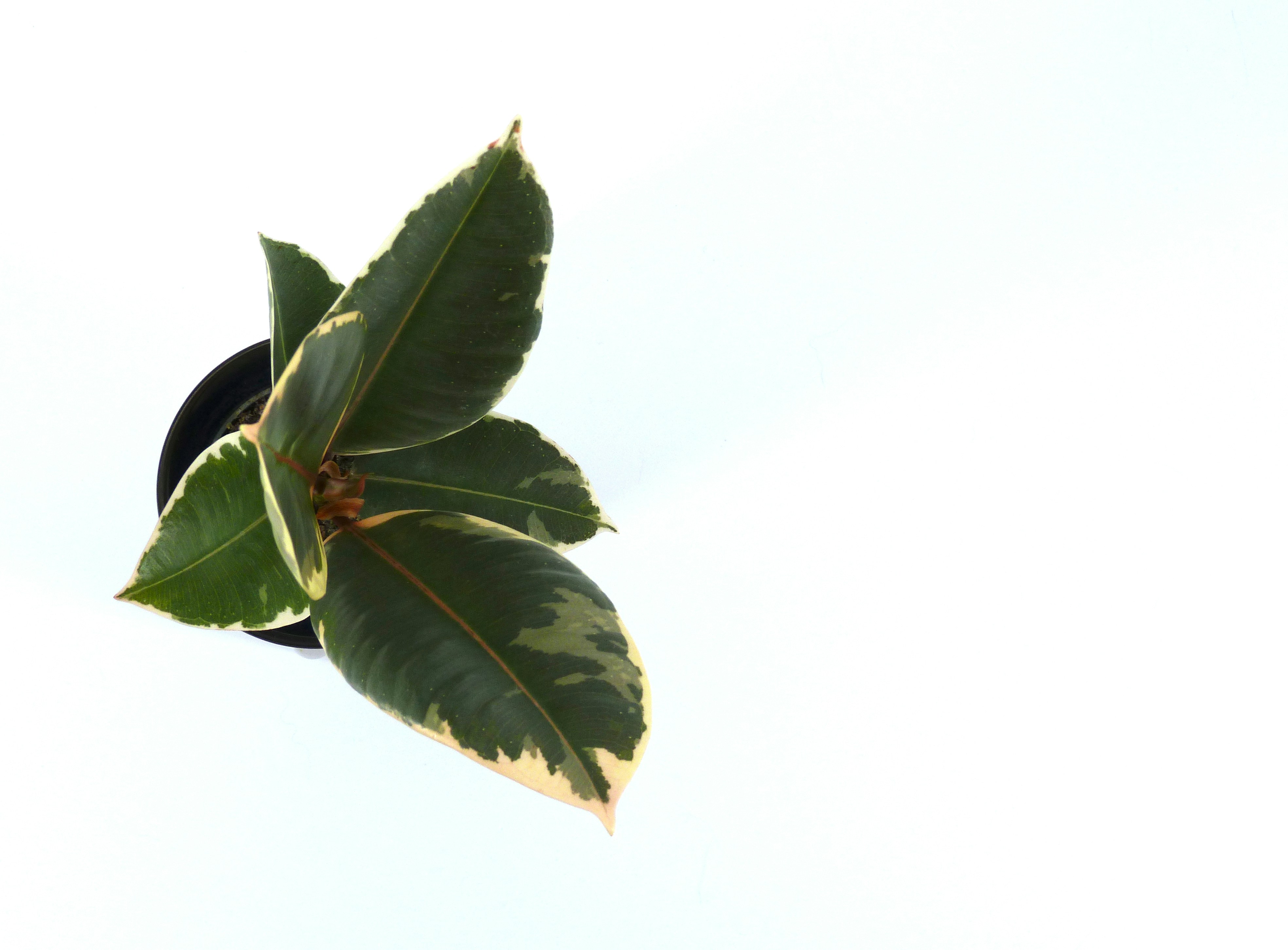 Variegated rubber plant in a black pot
