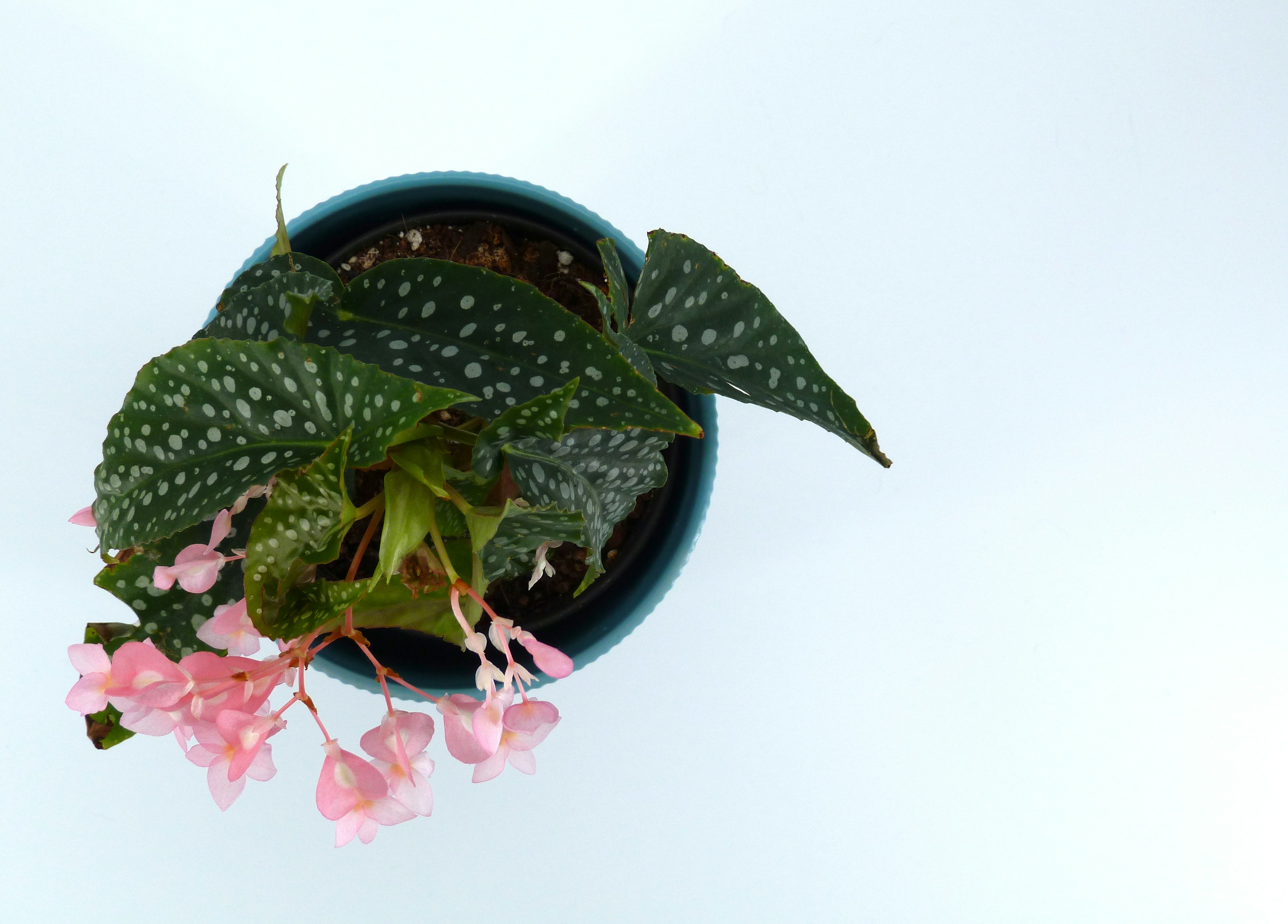 Potted begonia plant with pink flowers and spotted leaves.