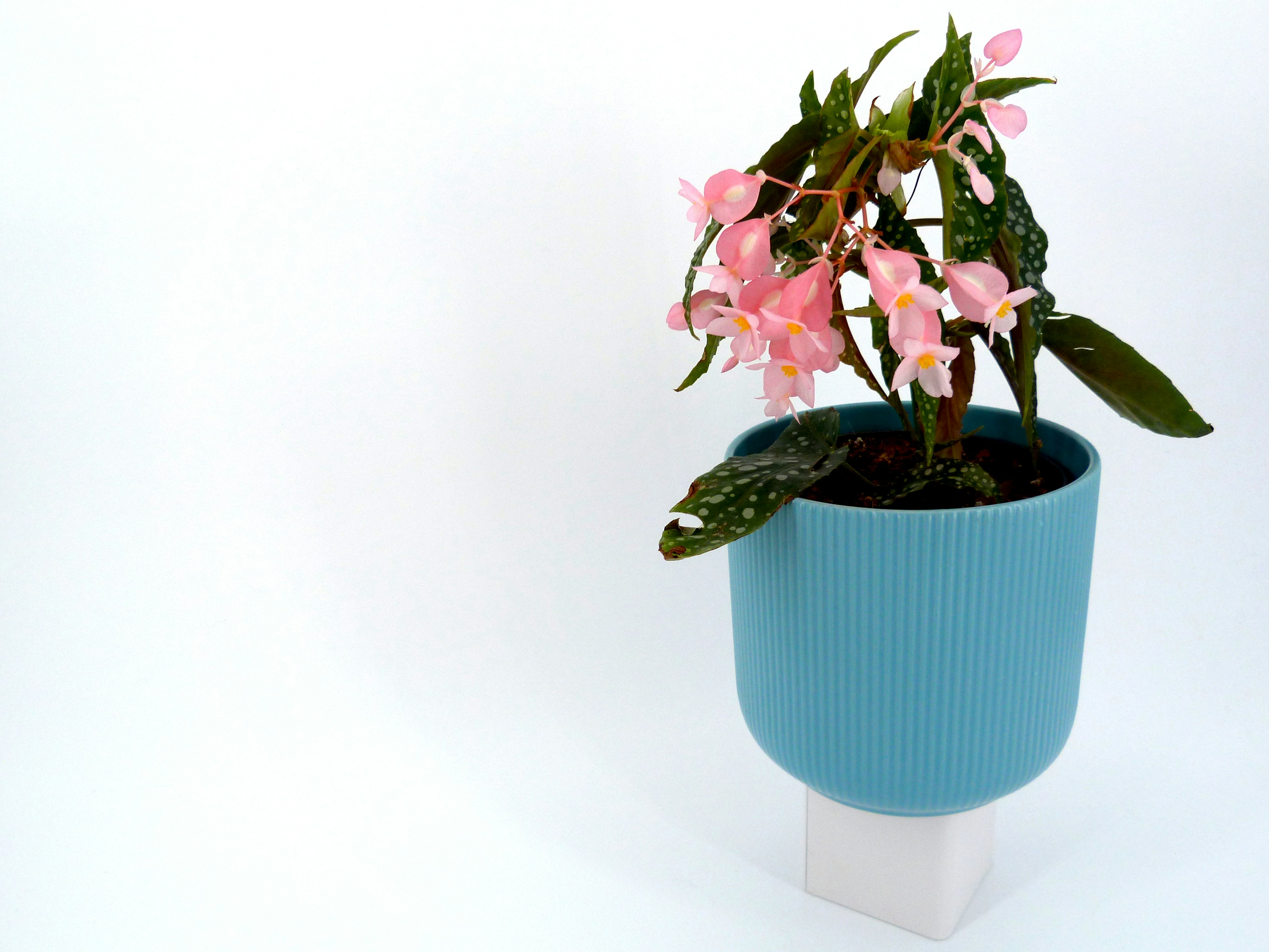 Pink flowers bloom in a blue pot on white background