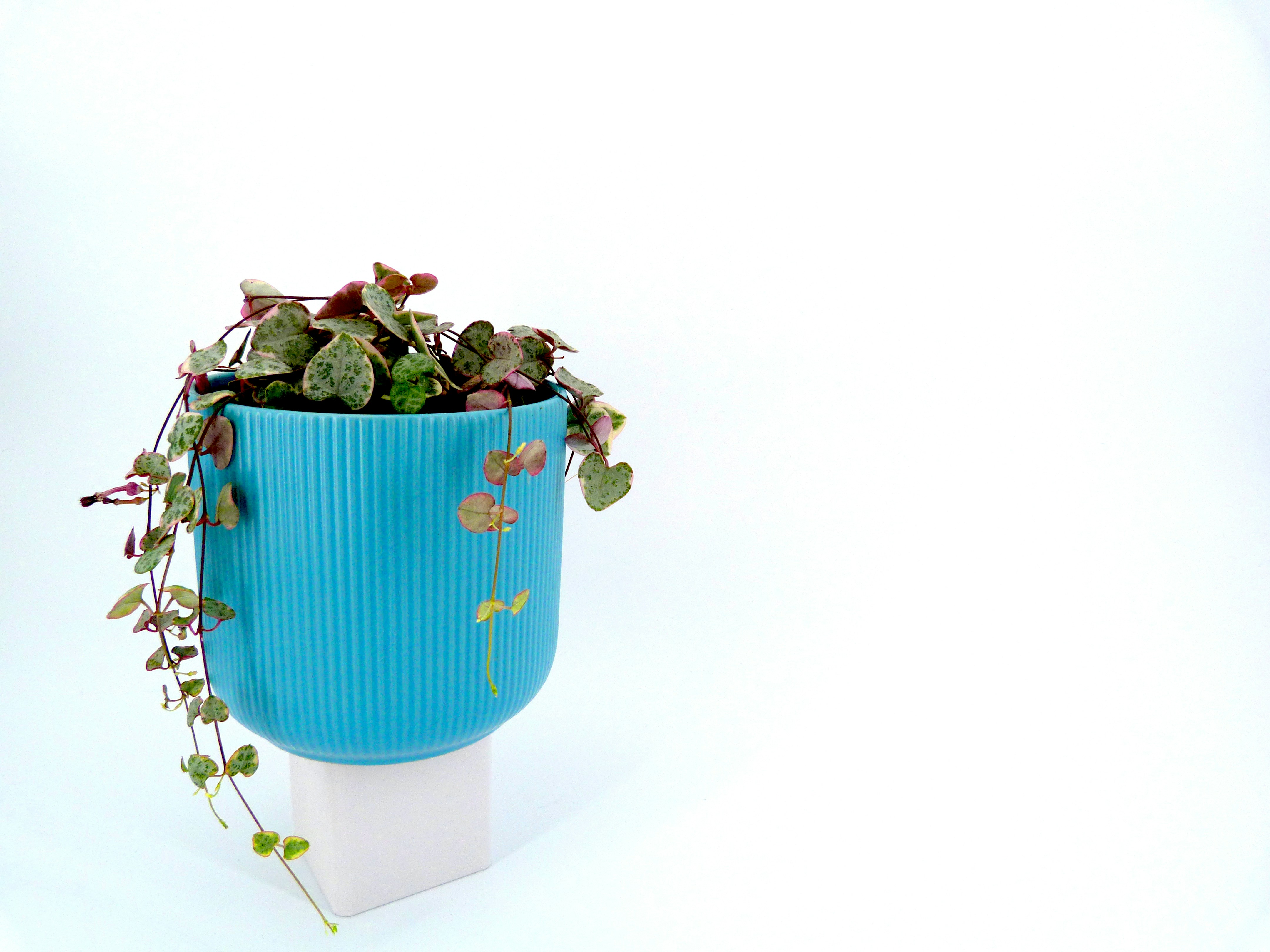 String of hearts plant in a blue pot.