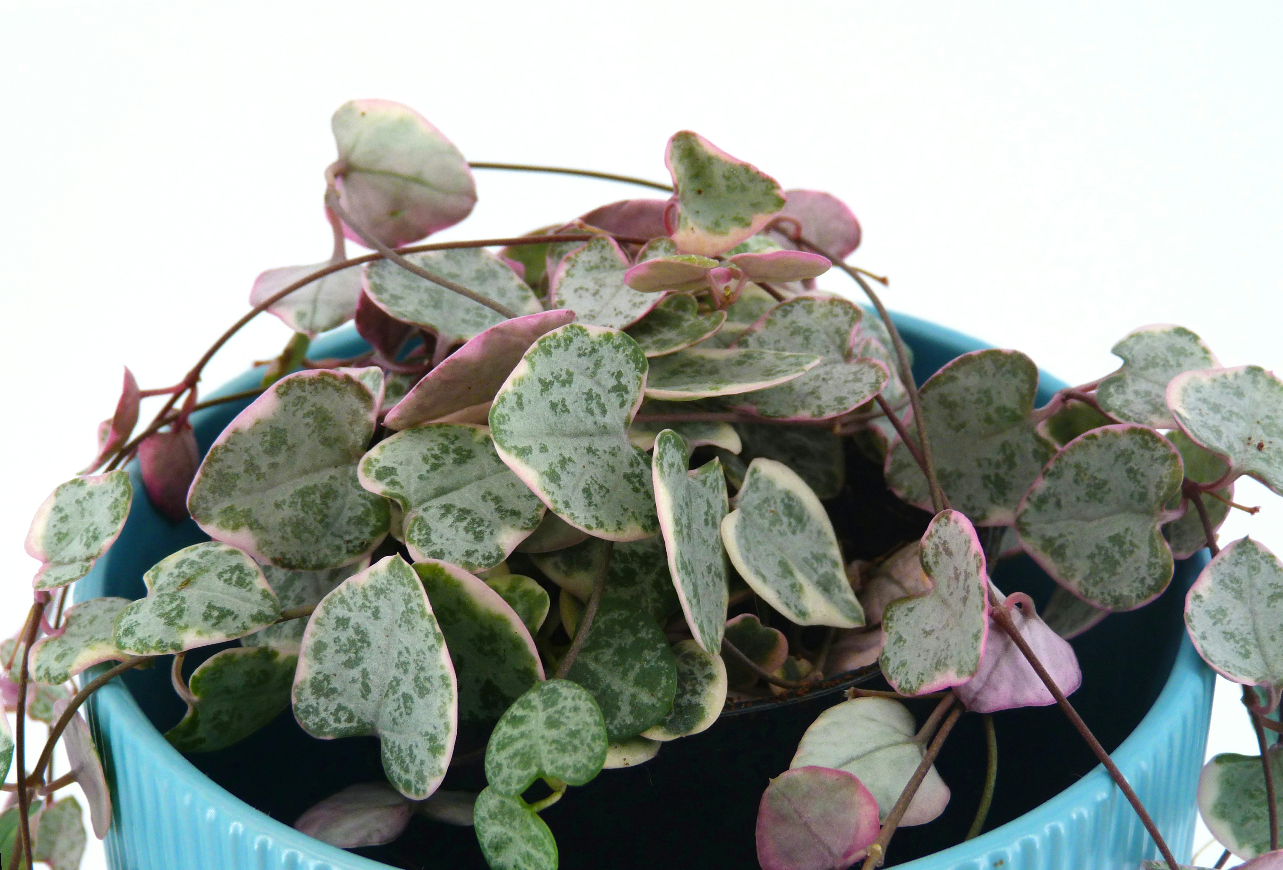 Variegated string of hearts plant in blue pot