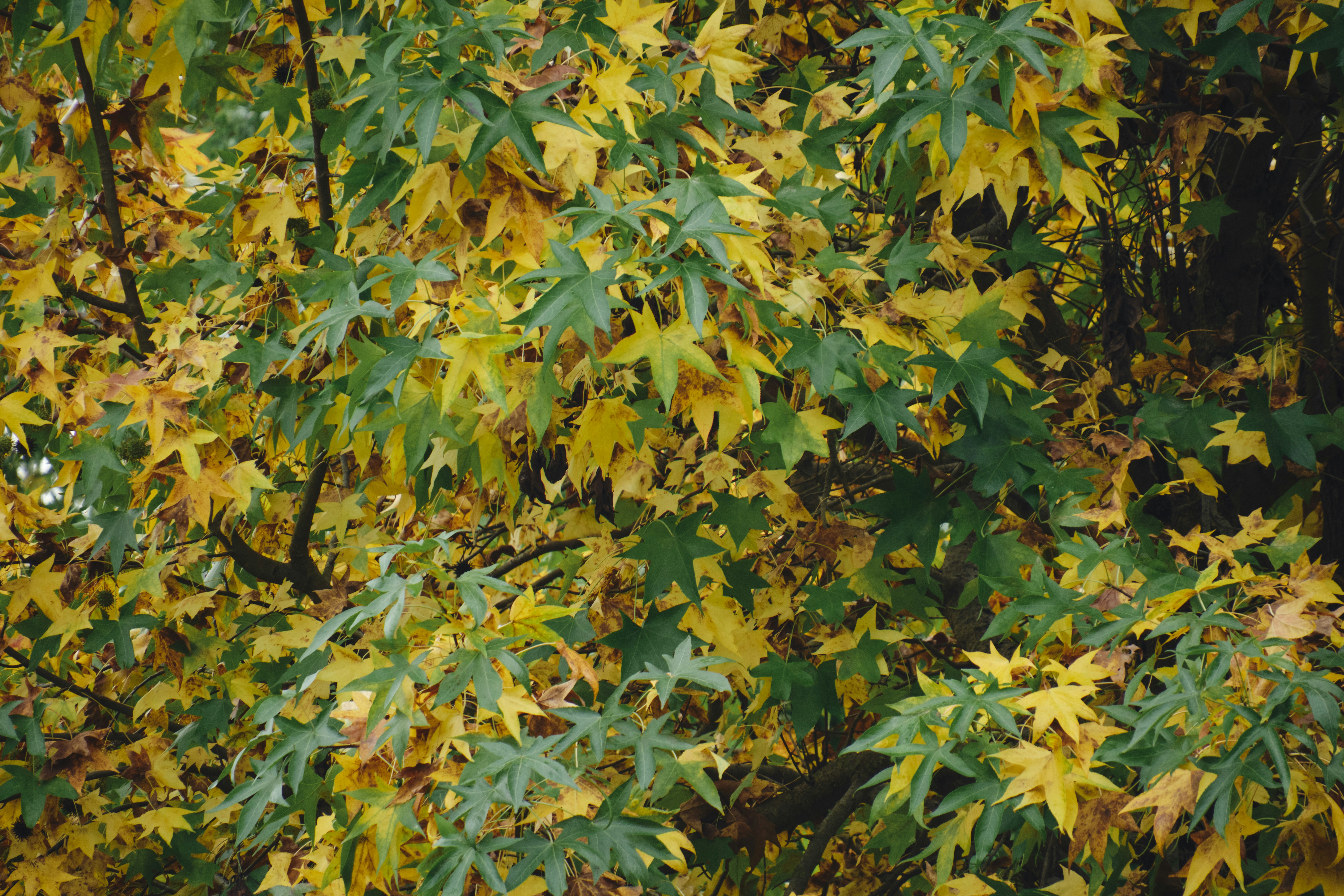 Herbstblätter, die sich an einem Baum verfärben