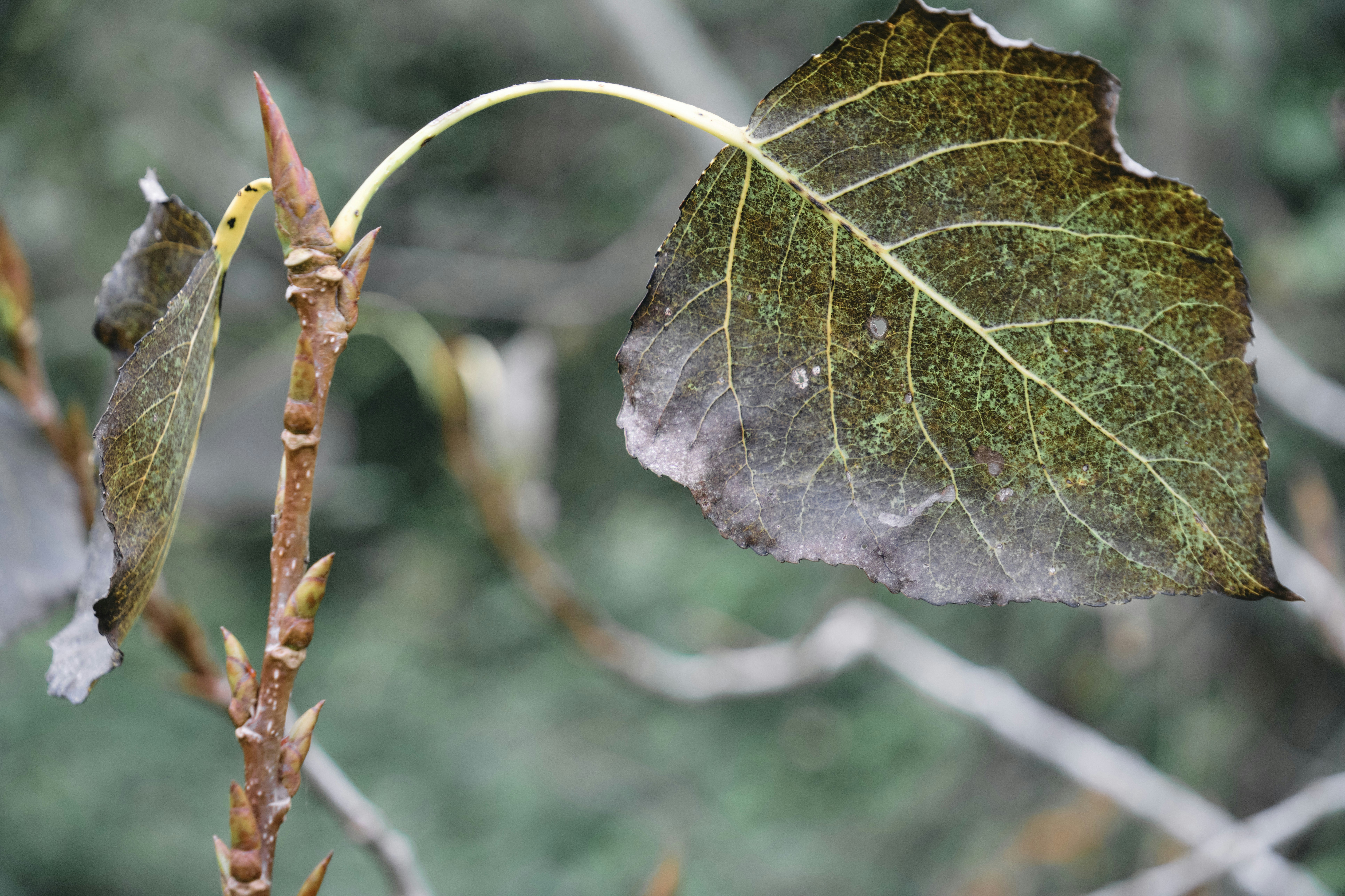 Photo by worldchris75