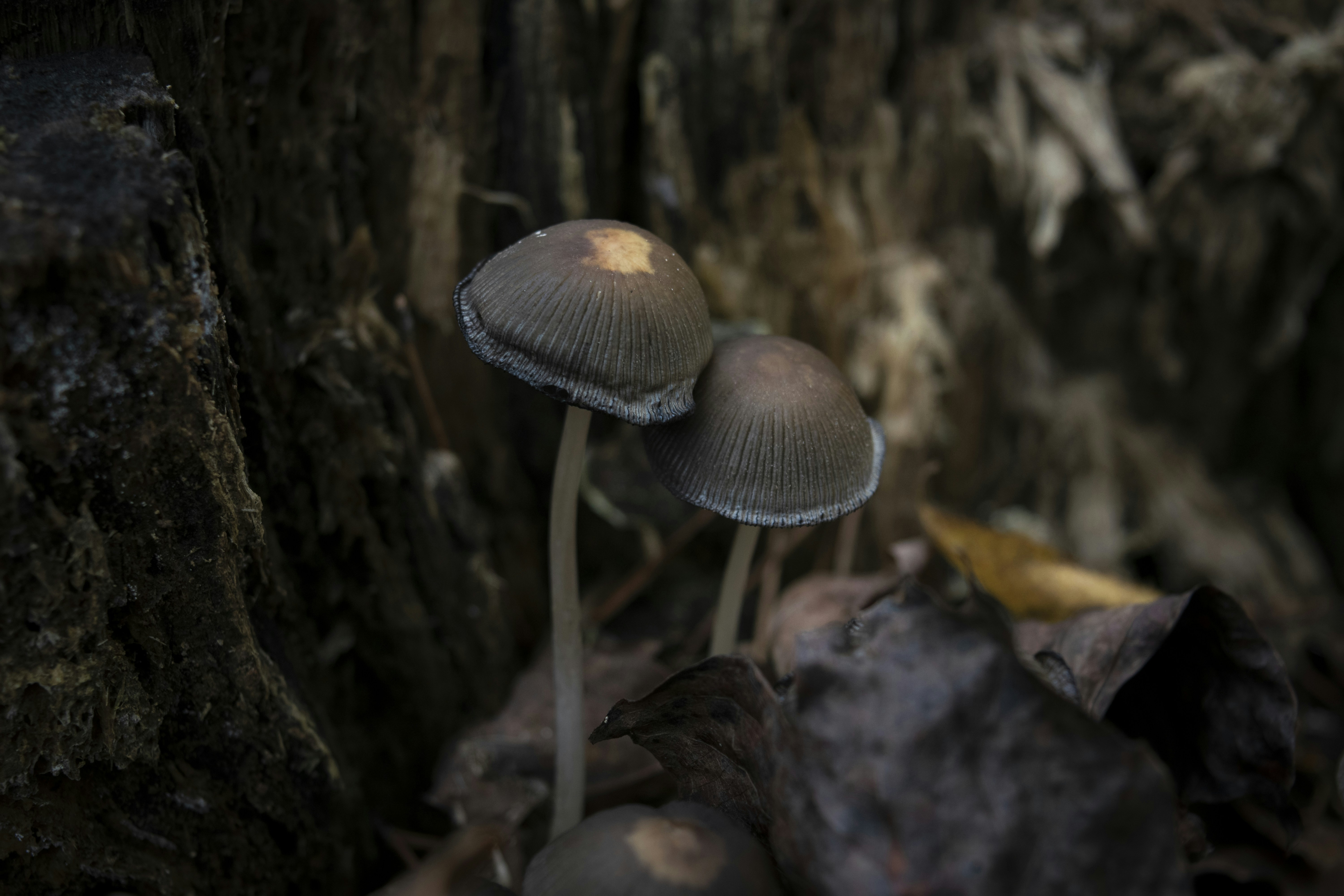 Small mushrooms growing on a tree trunk