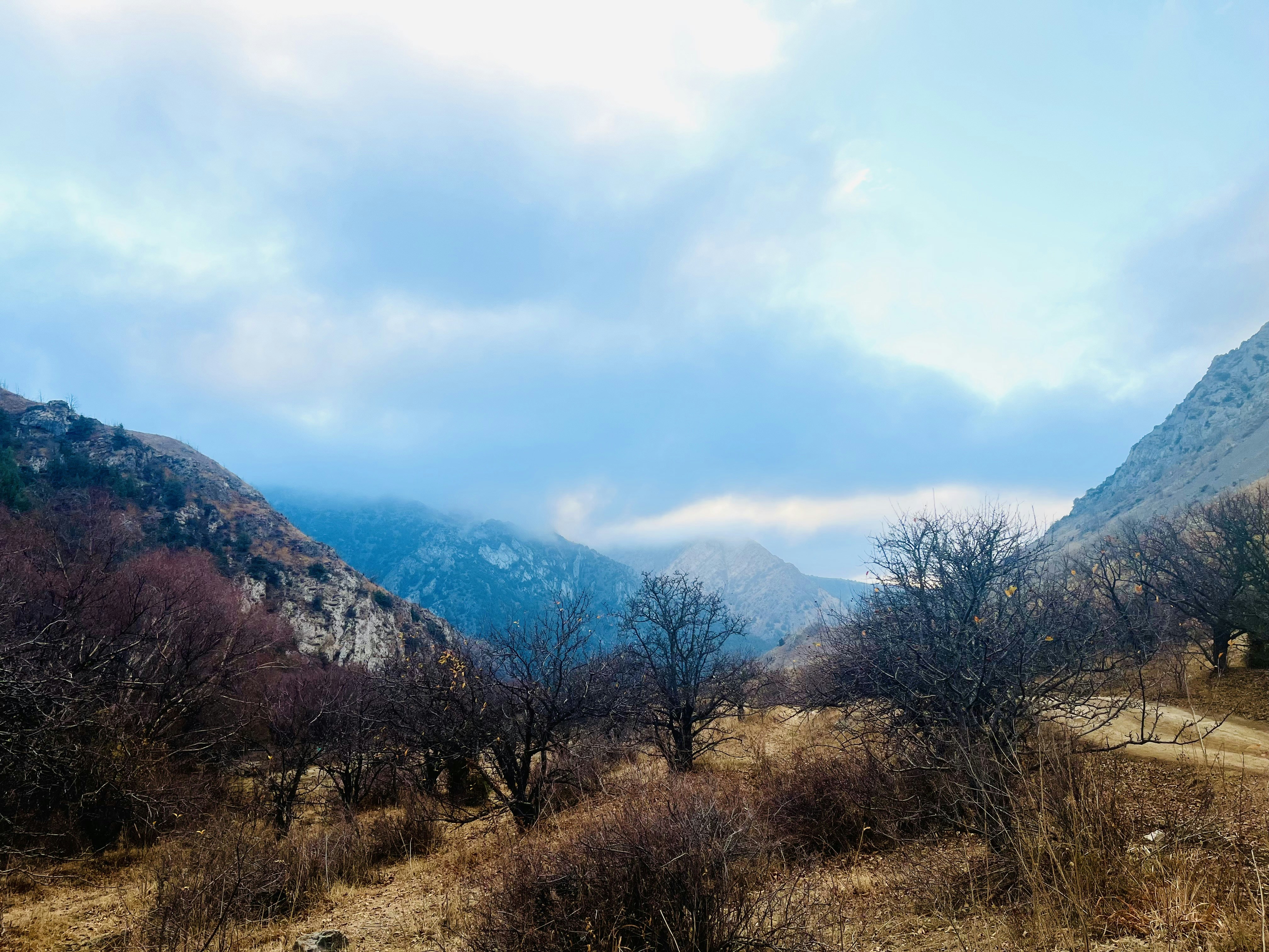 Bare trees in a cloudy mountain valley landscape.