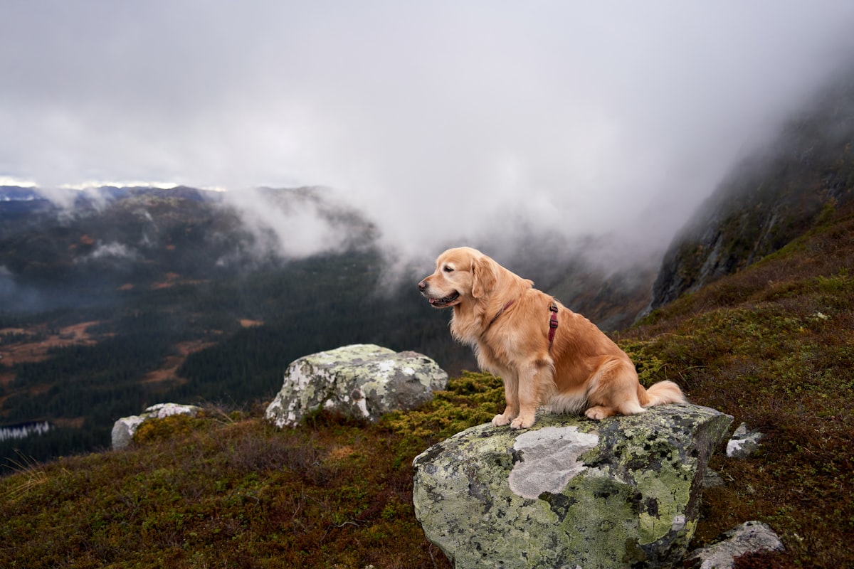 Golden retriever sitting on a rock overlooking foggy mountain terrain