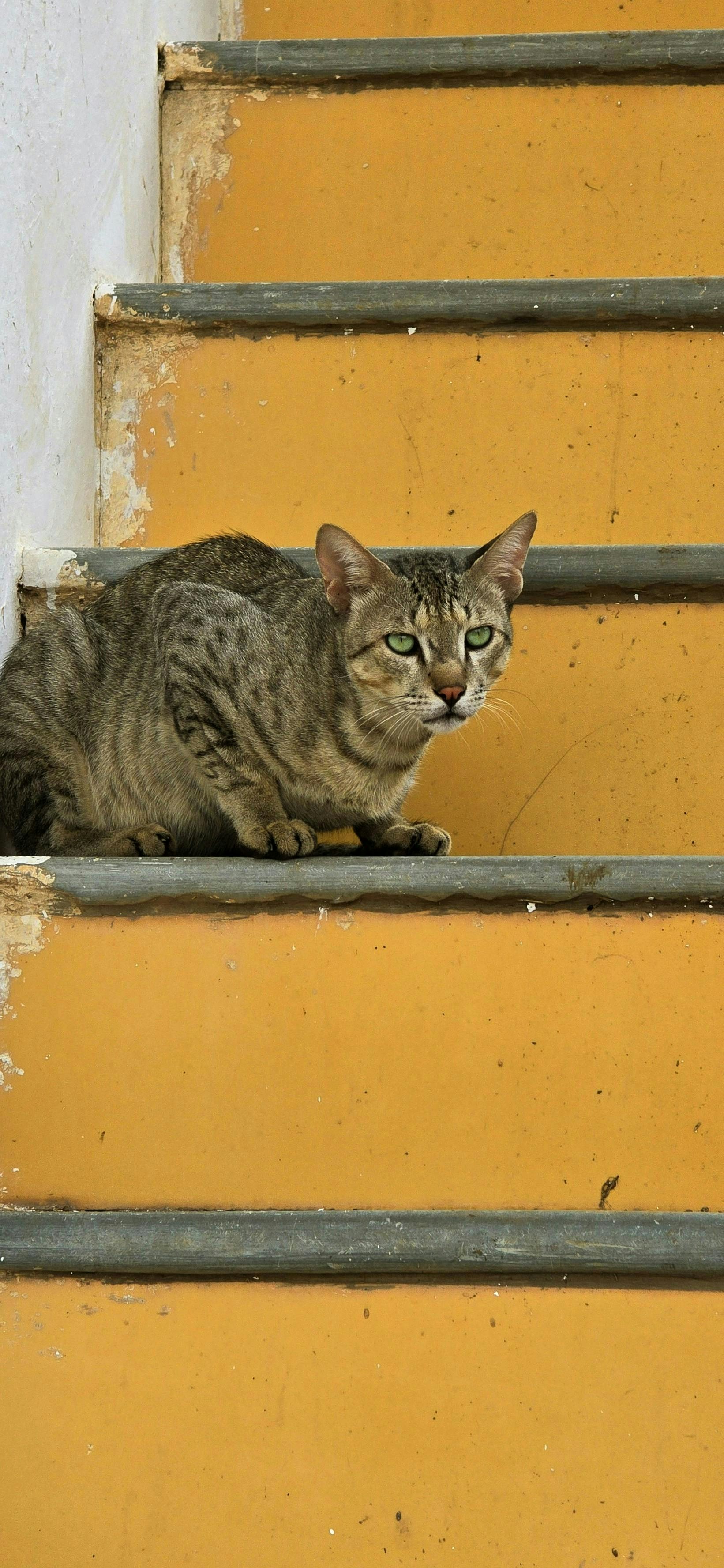 A tabby cat sits on yellow stairs.