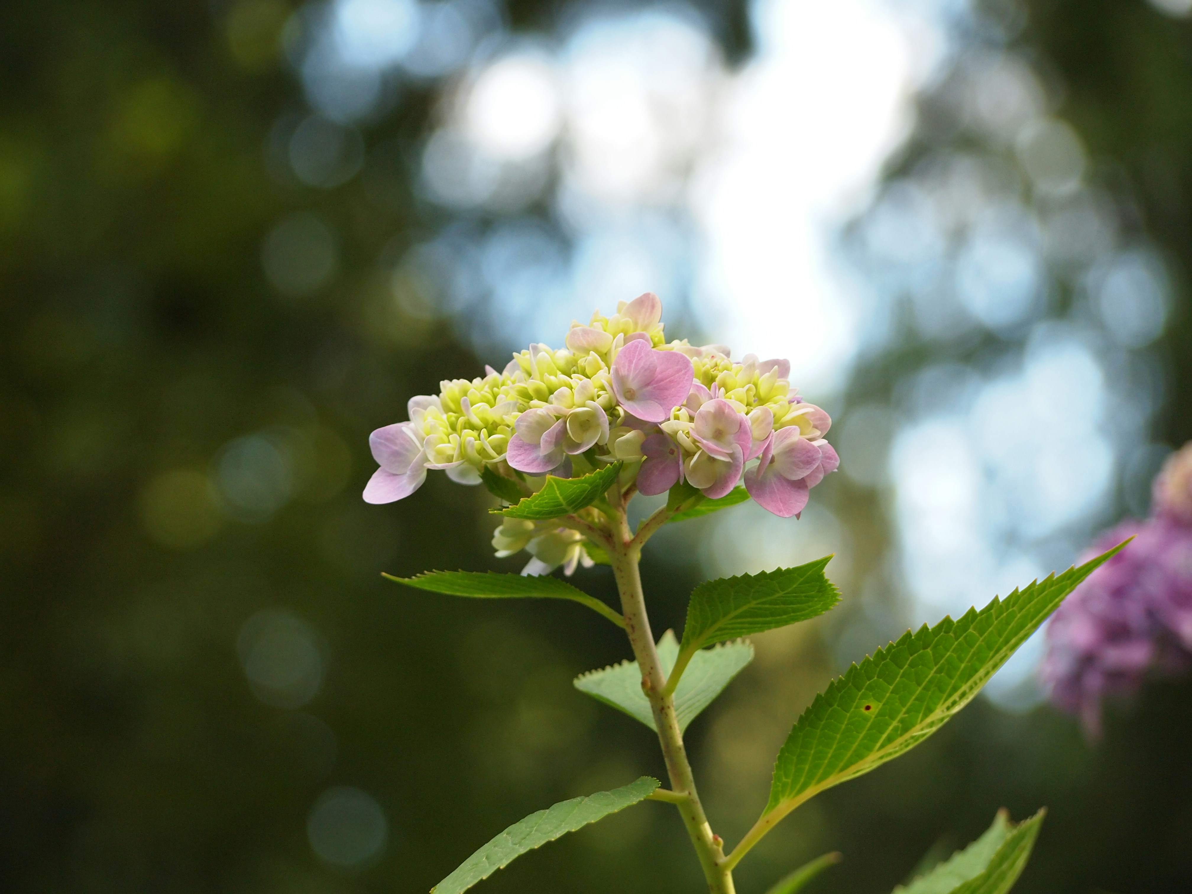 Photo by shawnieyang0606