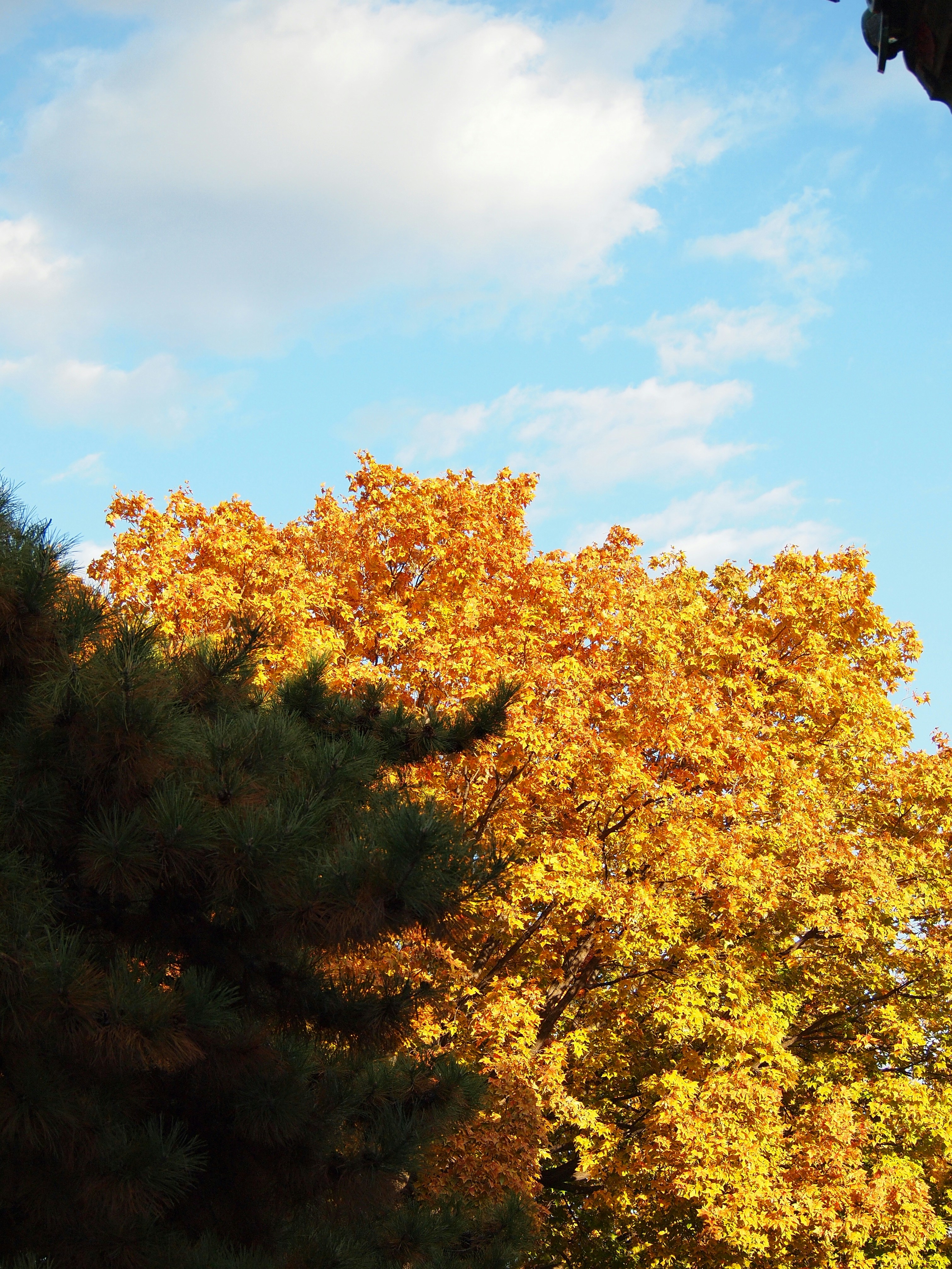 Photo by shawnieyang0606