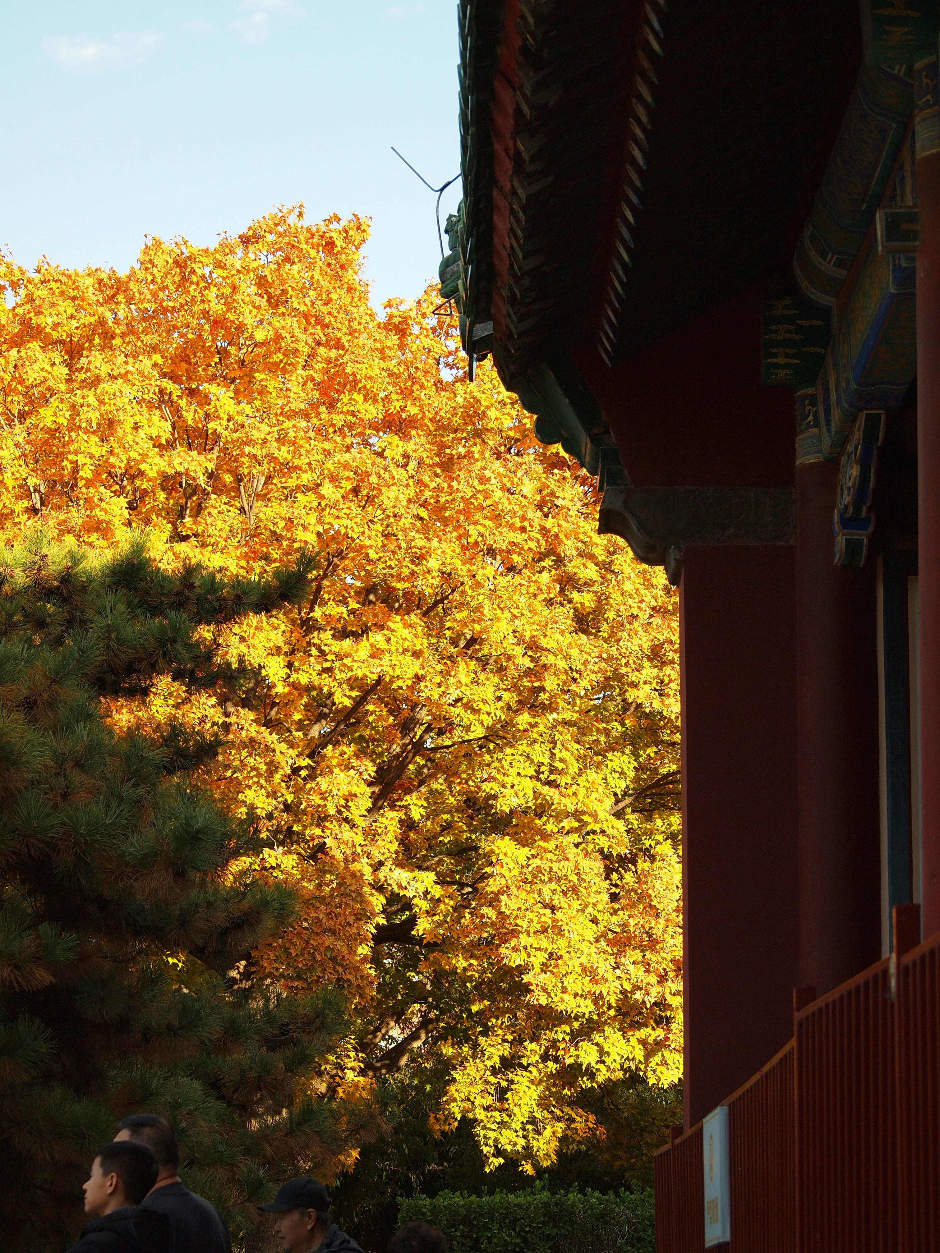 Photo by shawnieyang0606