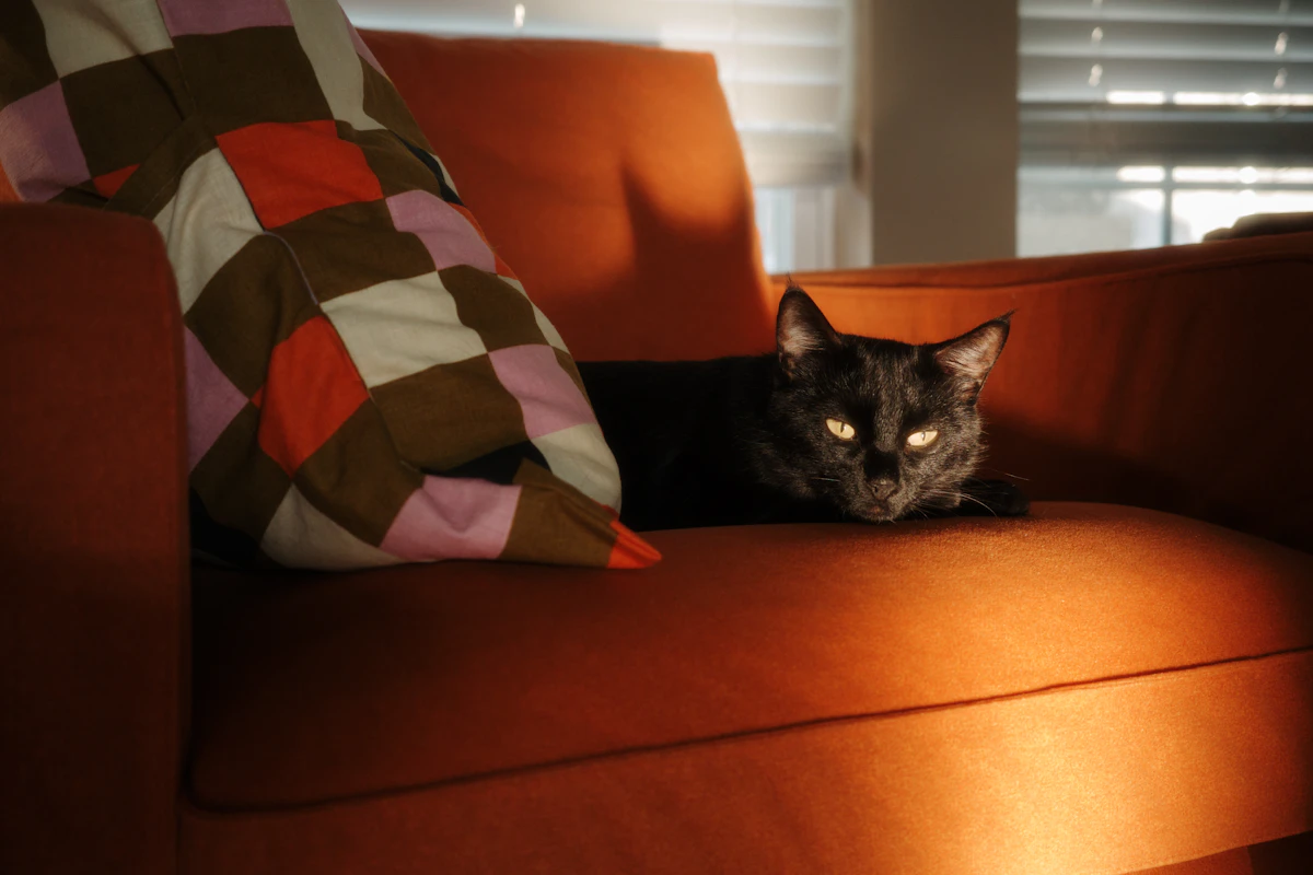Couch-Arm Scratching Pad product image