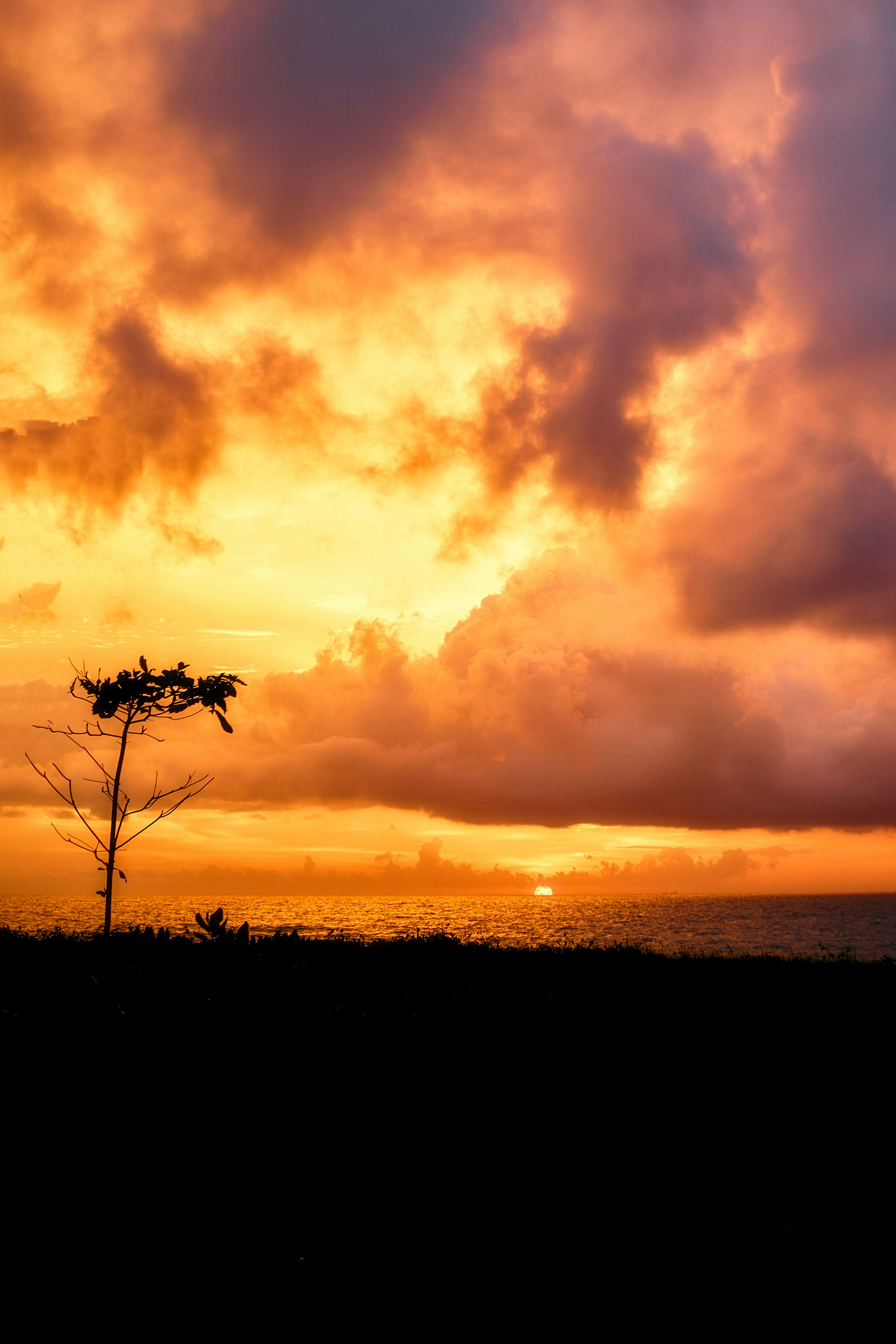 Dramatic sunset over the ocean with silhouetted tree.