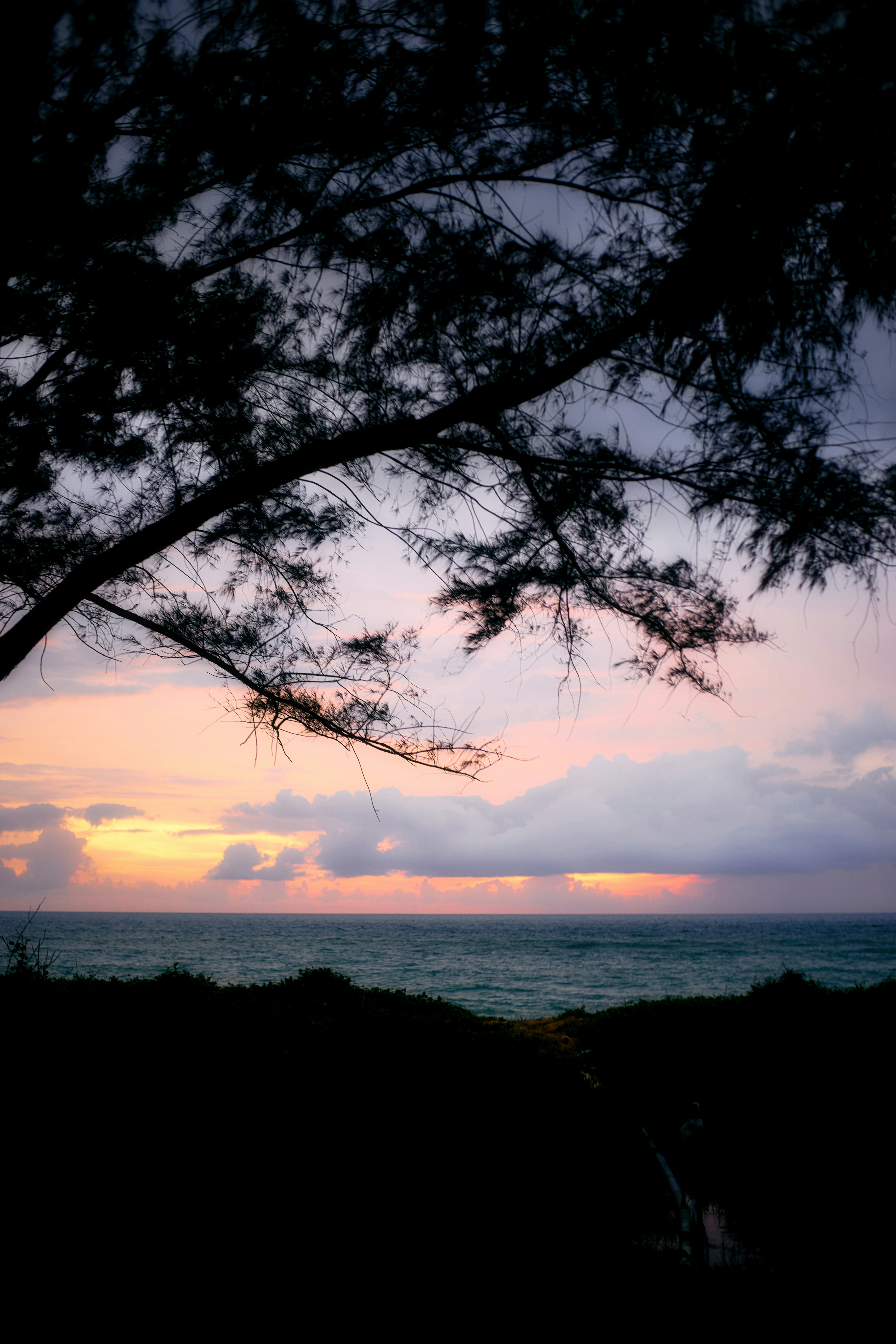 Silhouette of trees against colorful sunset over ocean