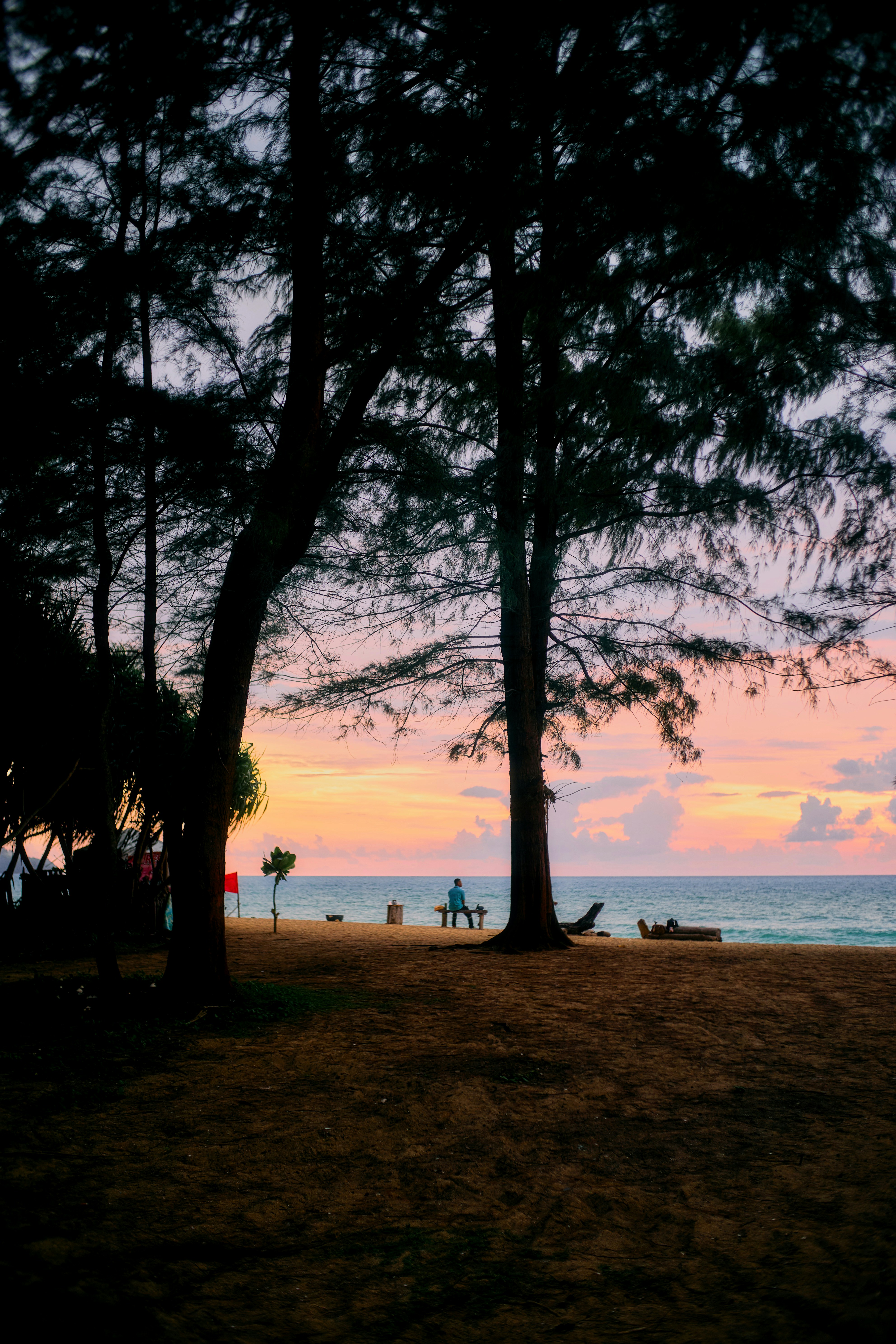 Silhouette of trees on a beach at sunset