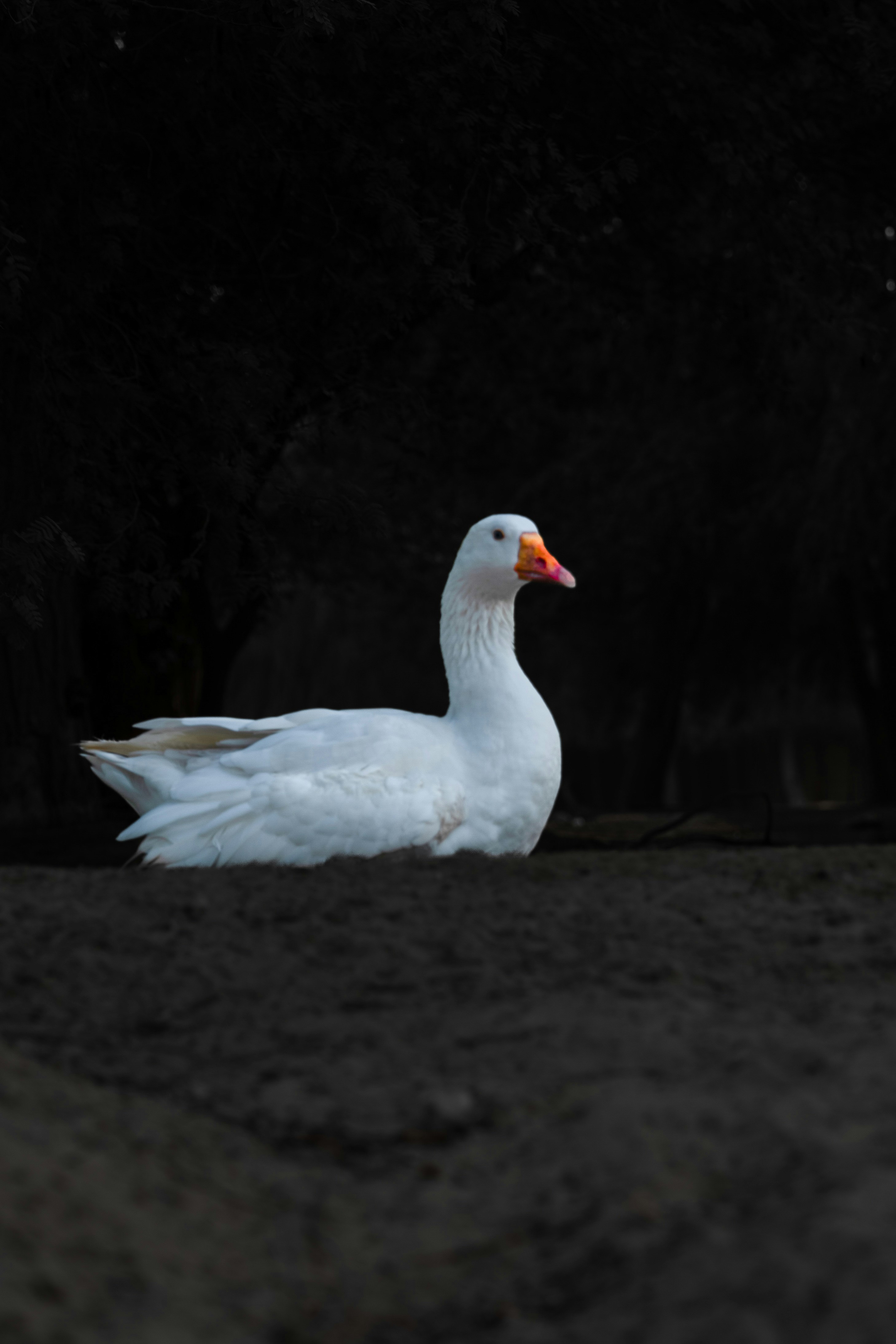 Photo by luanfonsecavisuals