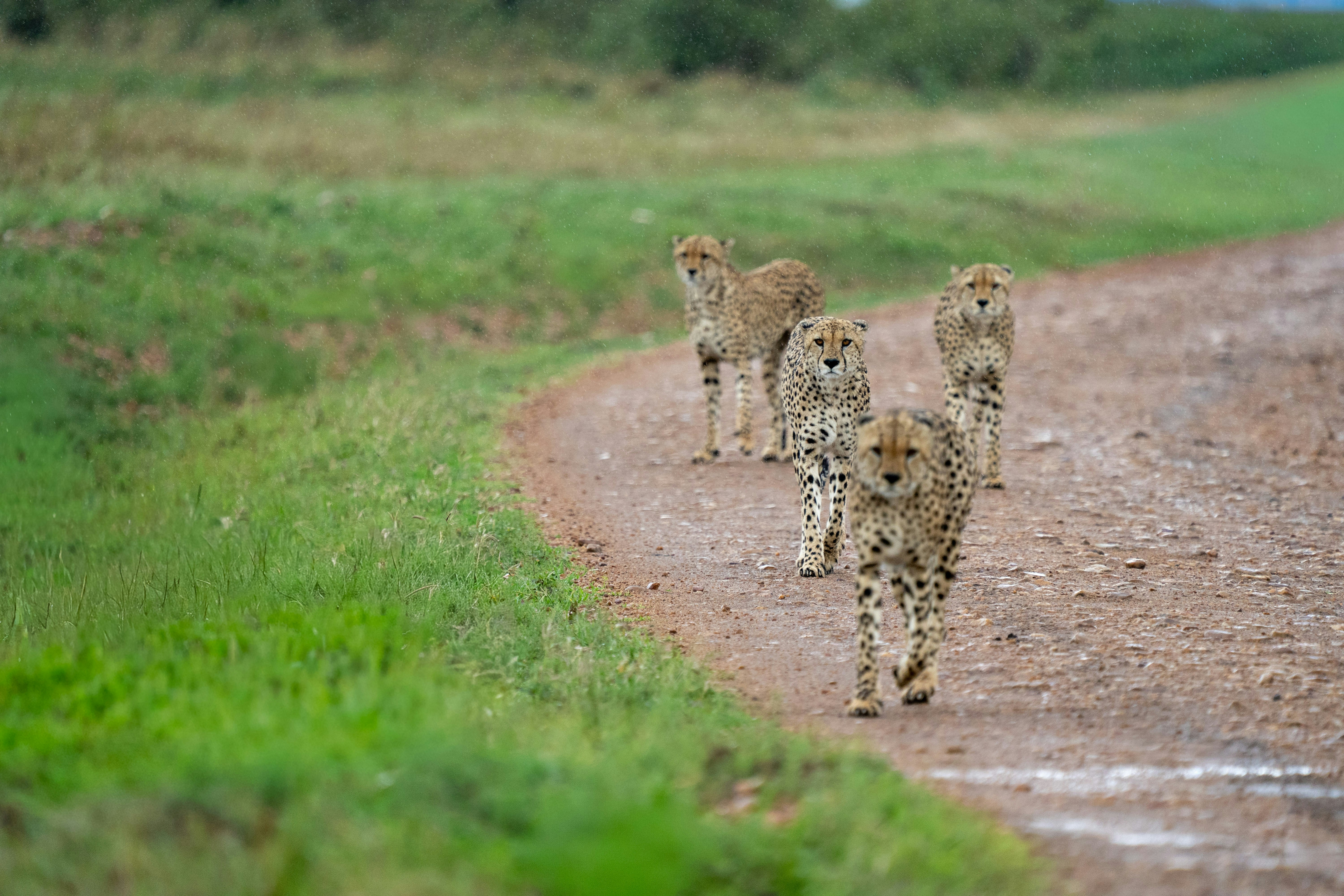 Four cheetahs walk along a dirt road