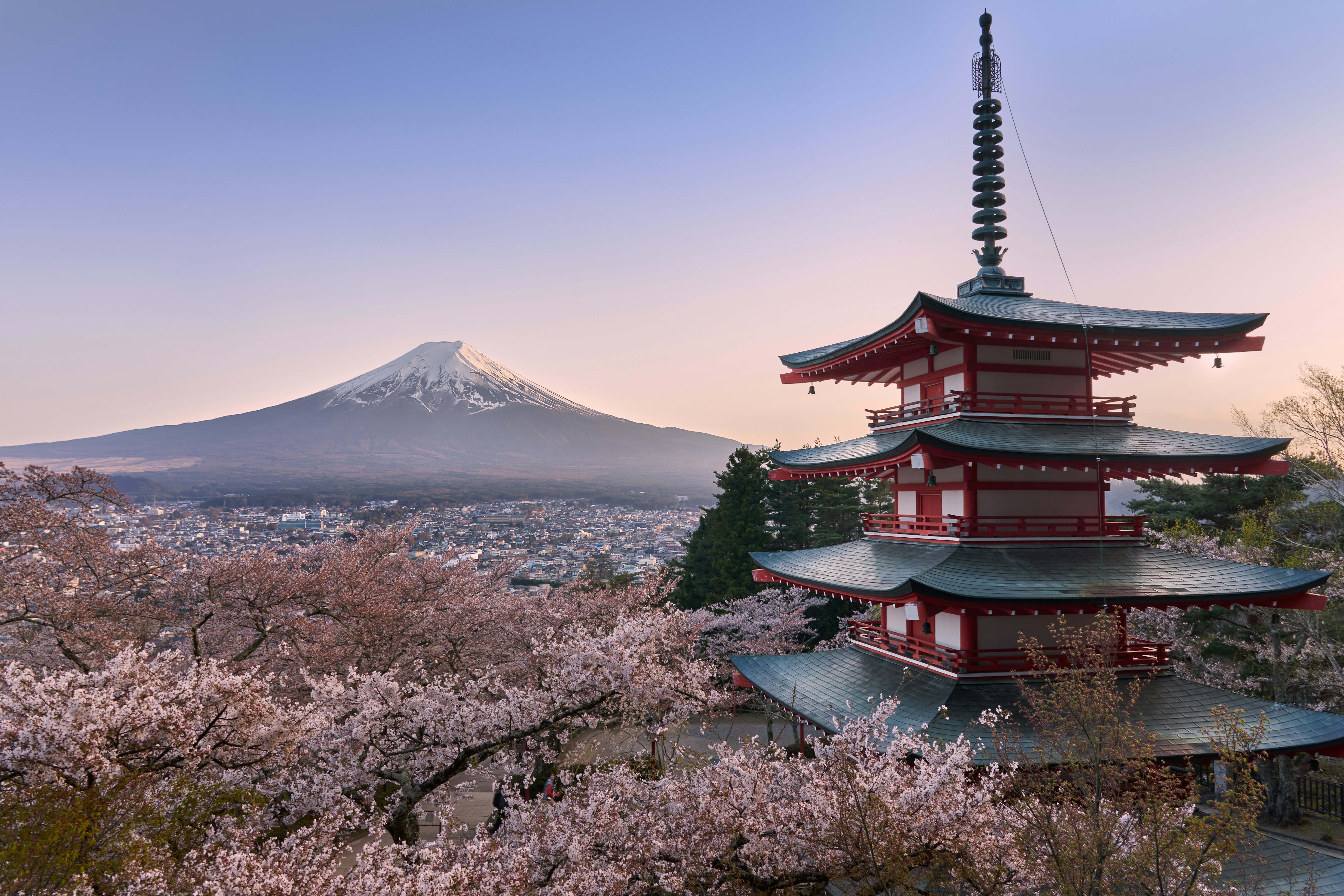 Pagoda with mount fuji and cherry blossoms