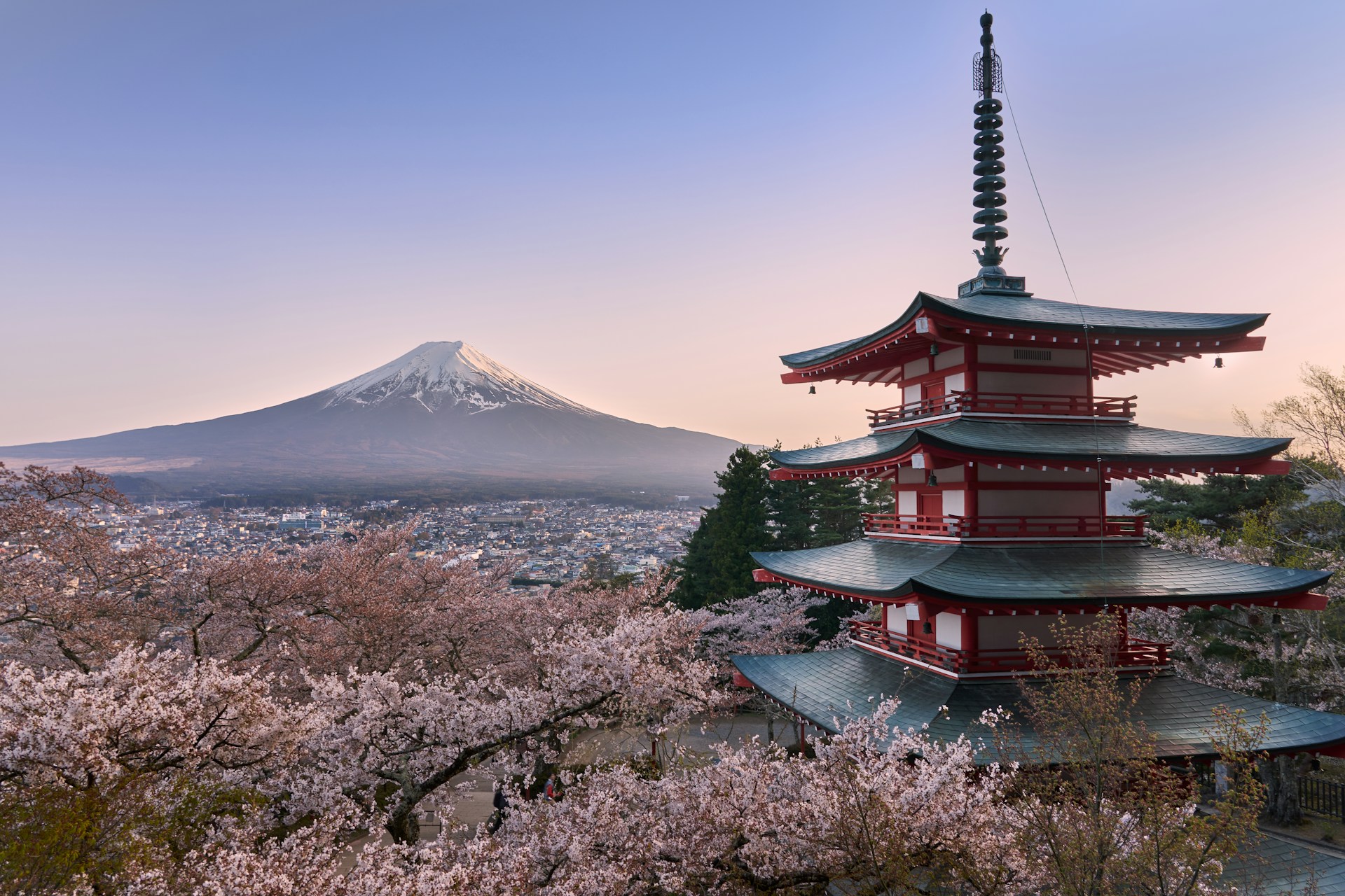 Pagoda with mount fuji and cherry blossoms