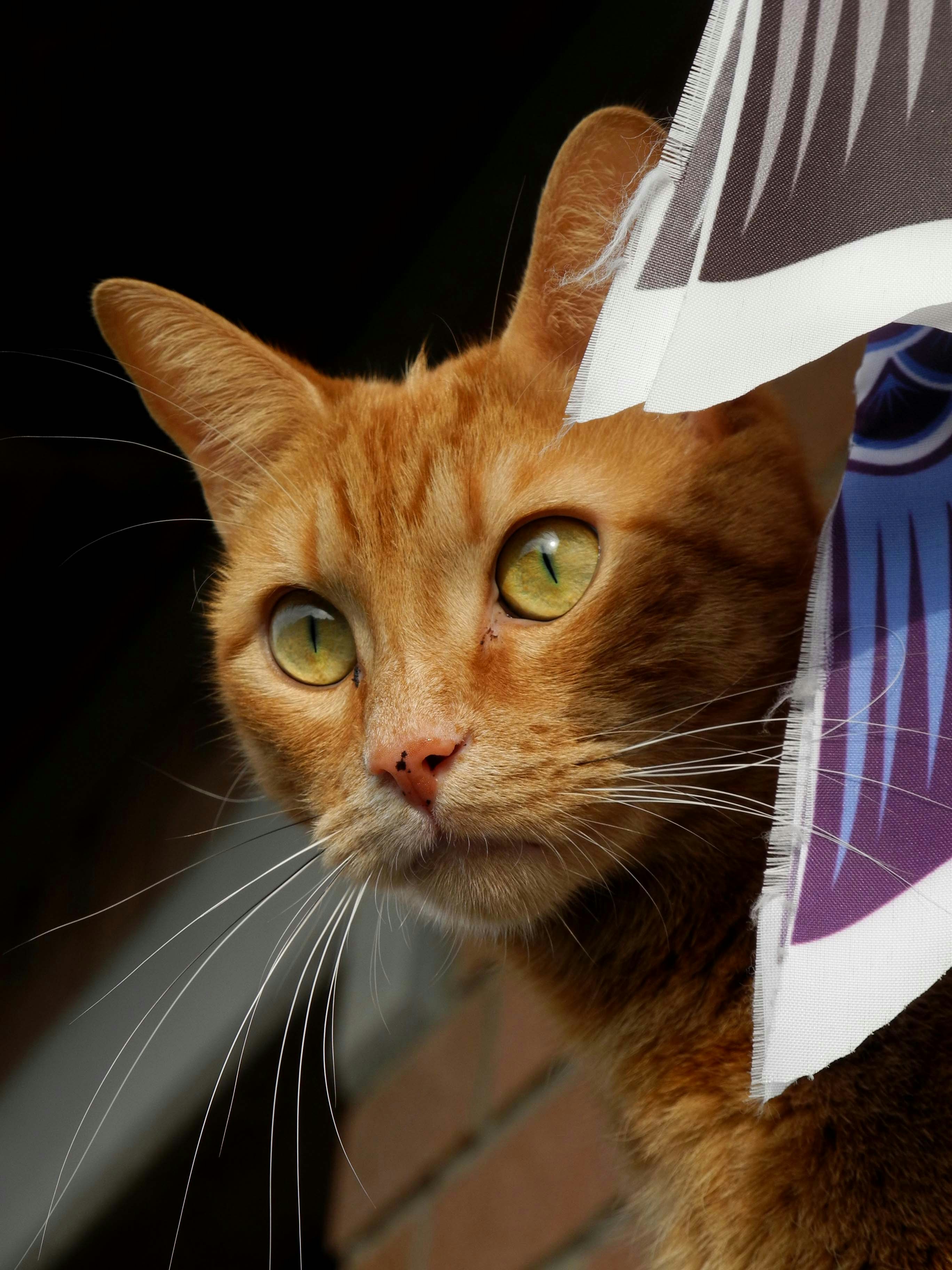 An orange cat peeks from behind colorful decorations.