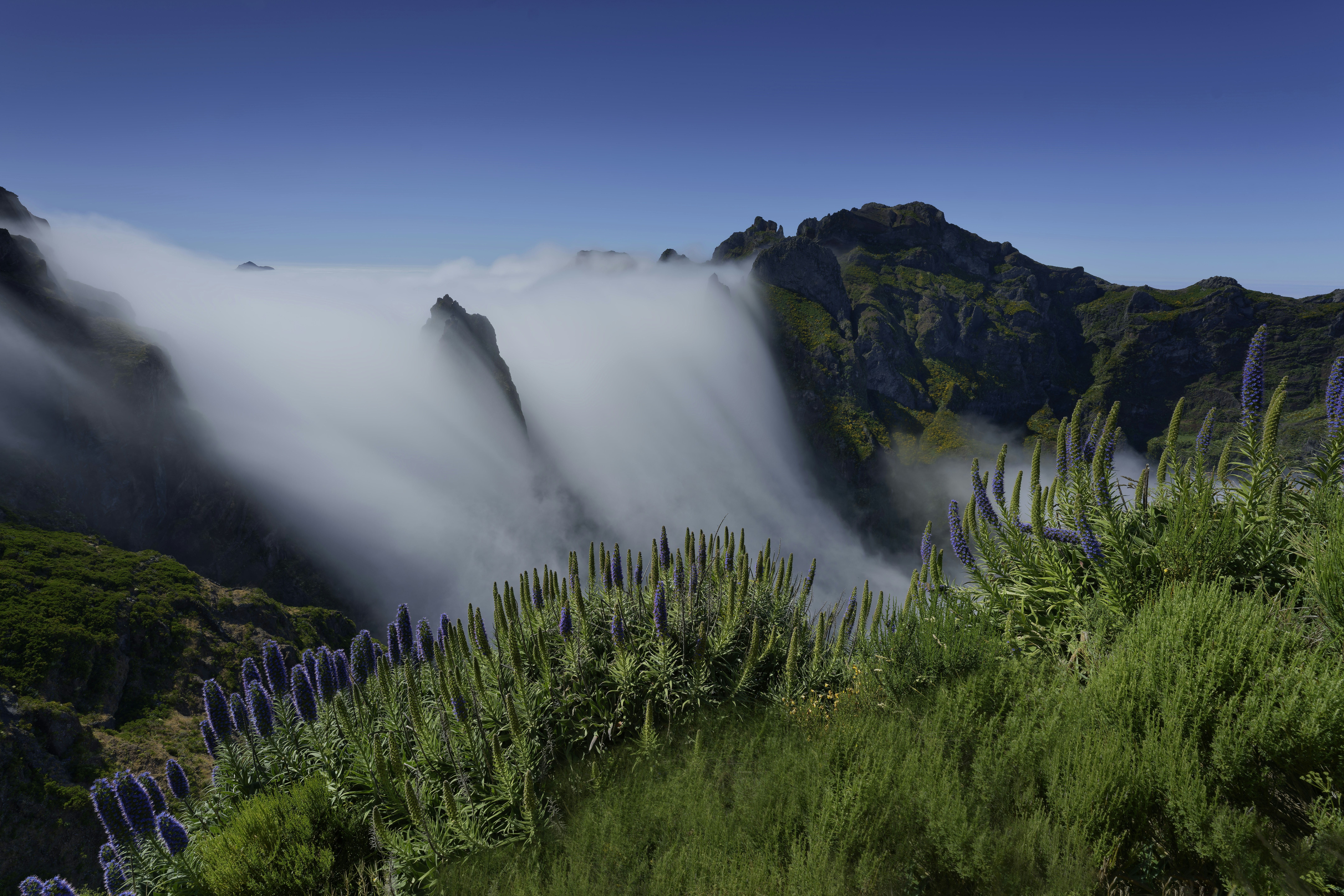 Misty mountain peaks with purple wildflowers in foreground.