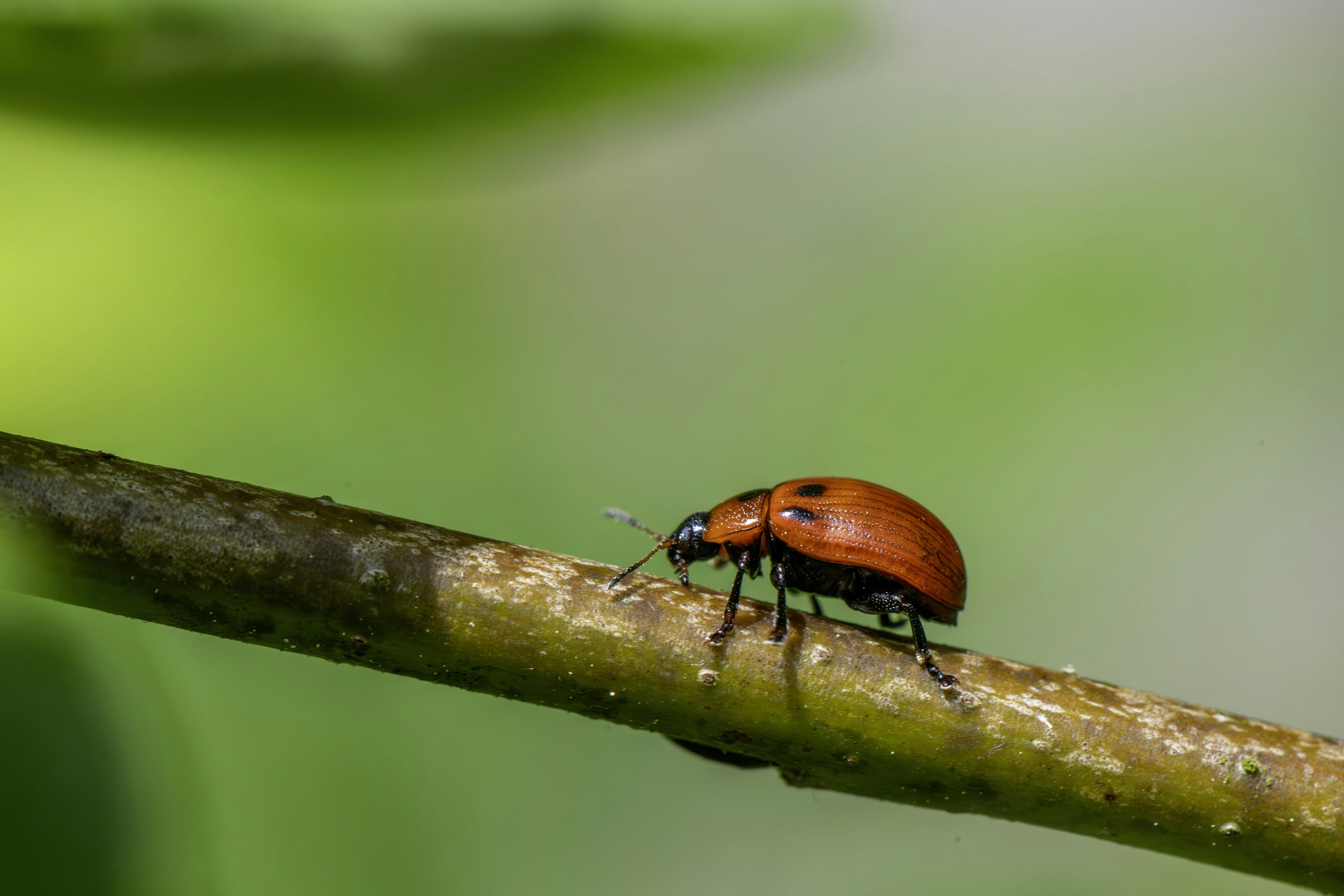 Photo by erik_karits