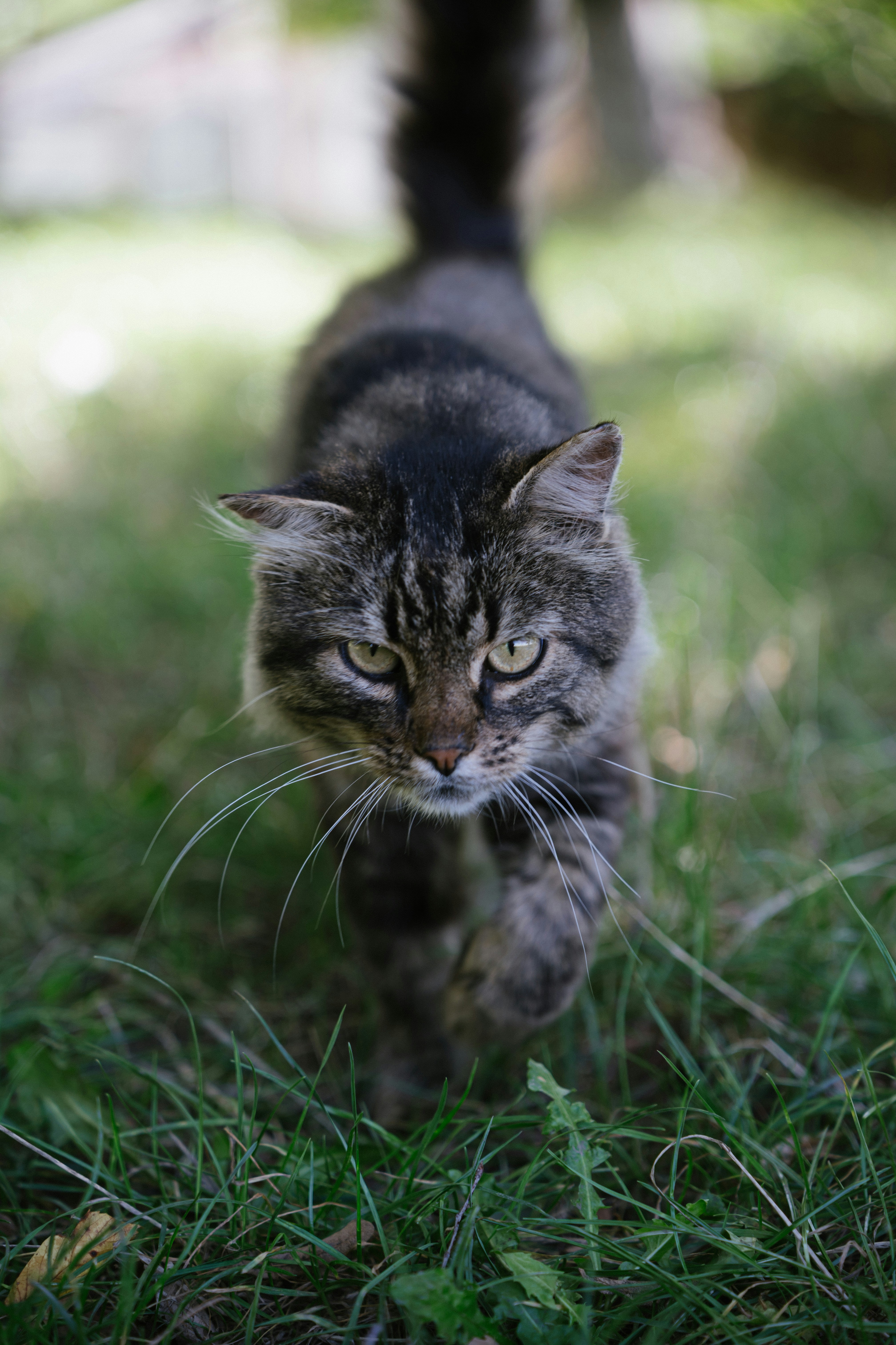 A tabby cat walks through green grass.