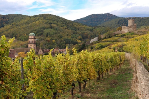 Vineyard with castle ruins and village in the distance