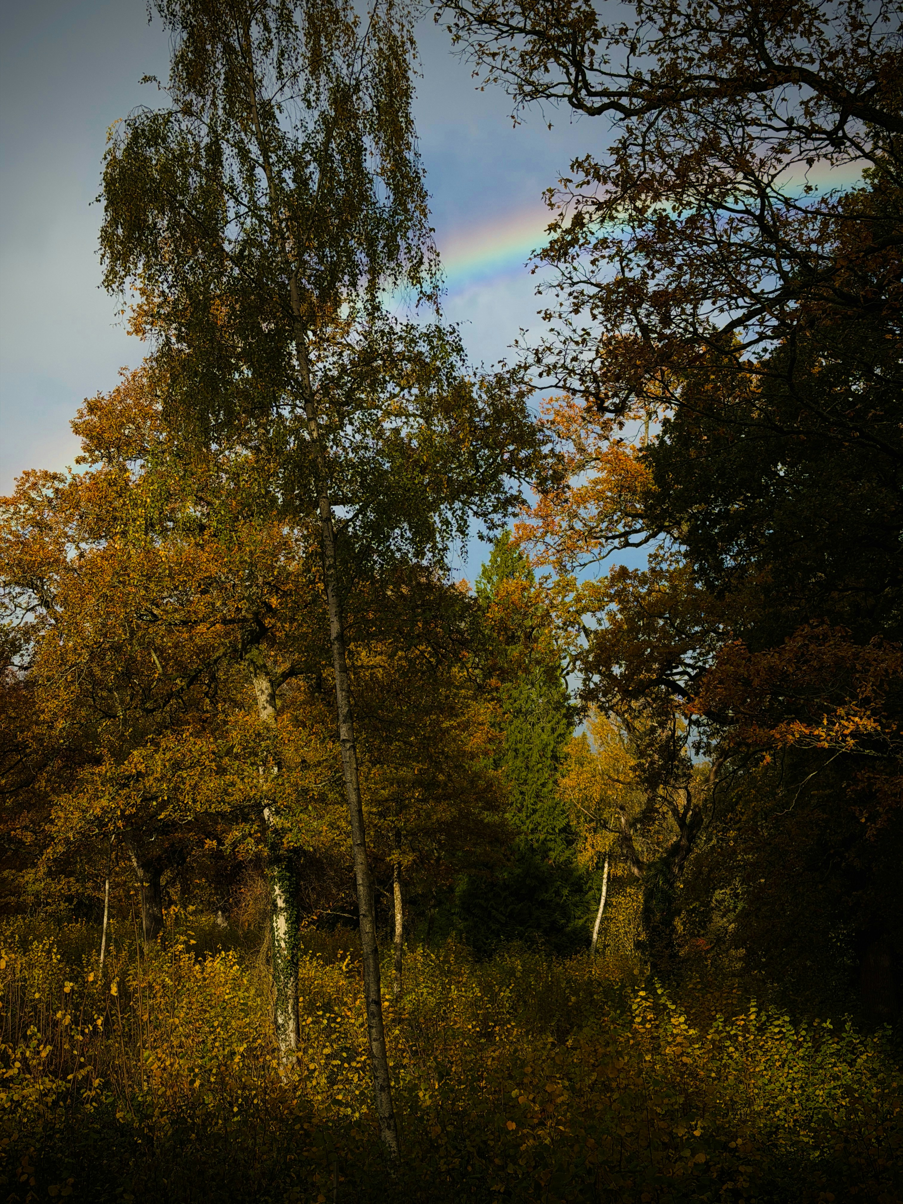 Rainbow over autumn trees with golden leaves