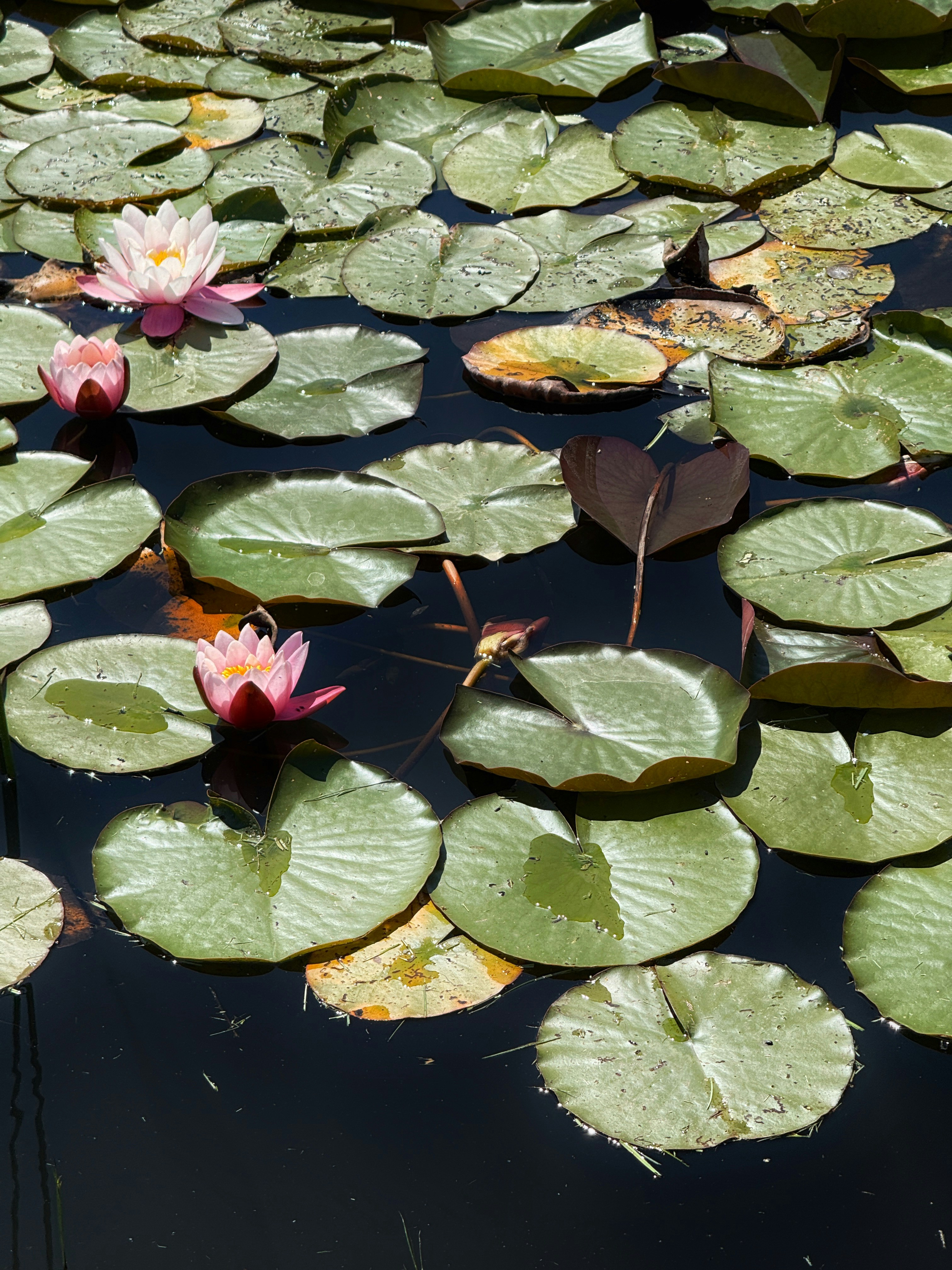 Pink water lilies float on dark water