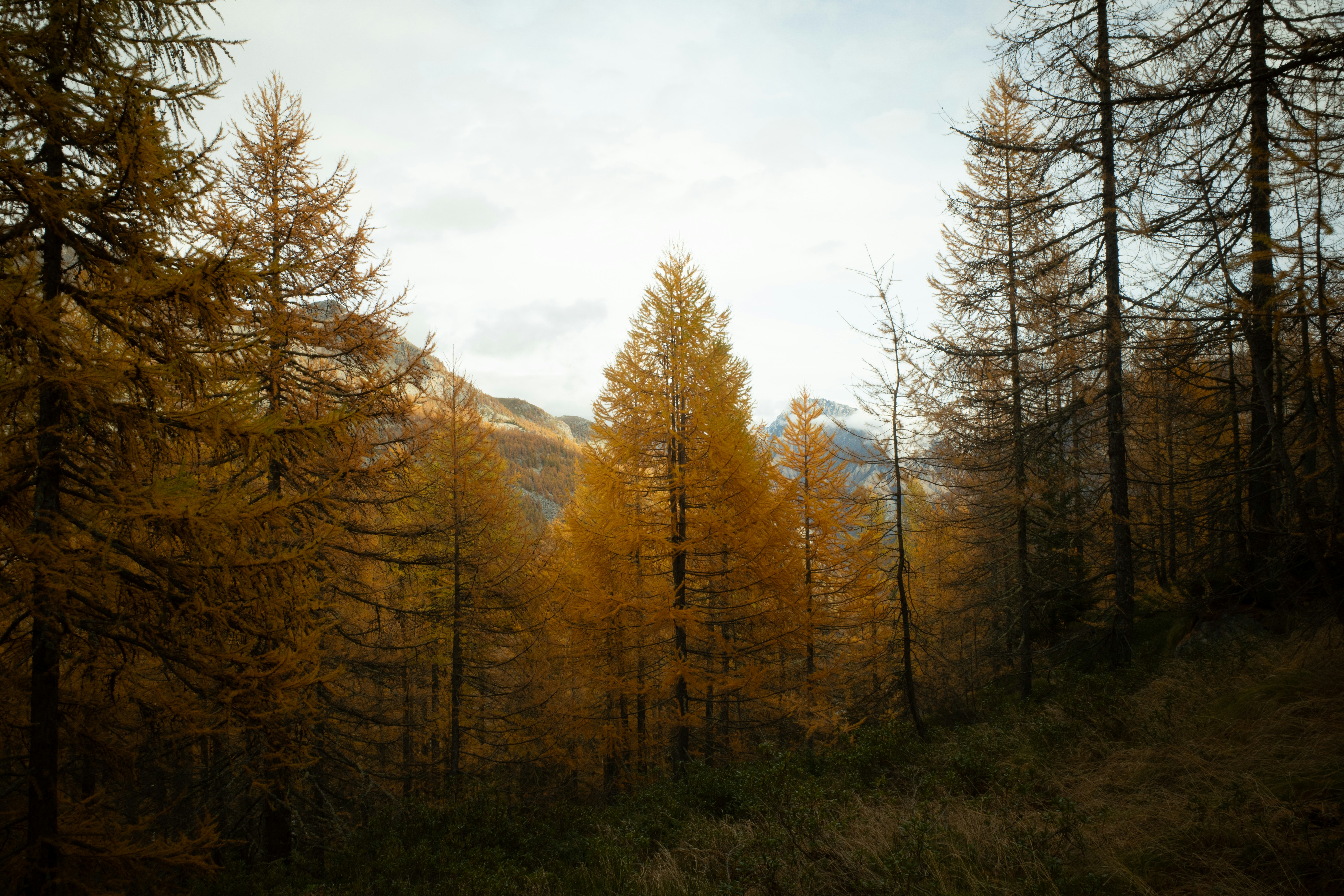 Golden autumn trees in a forest landscape