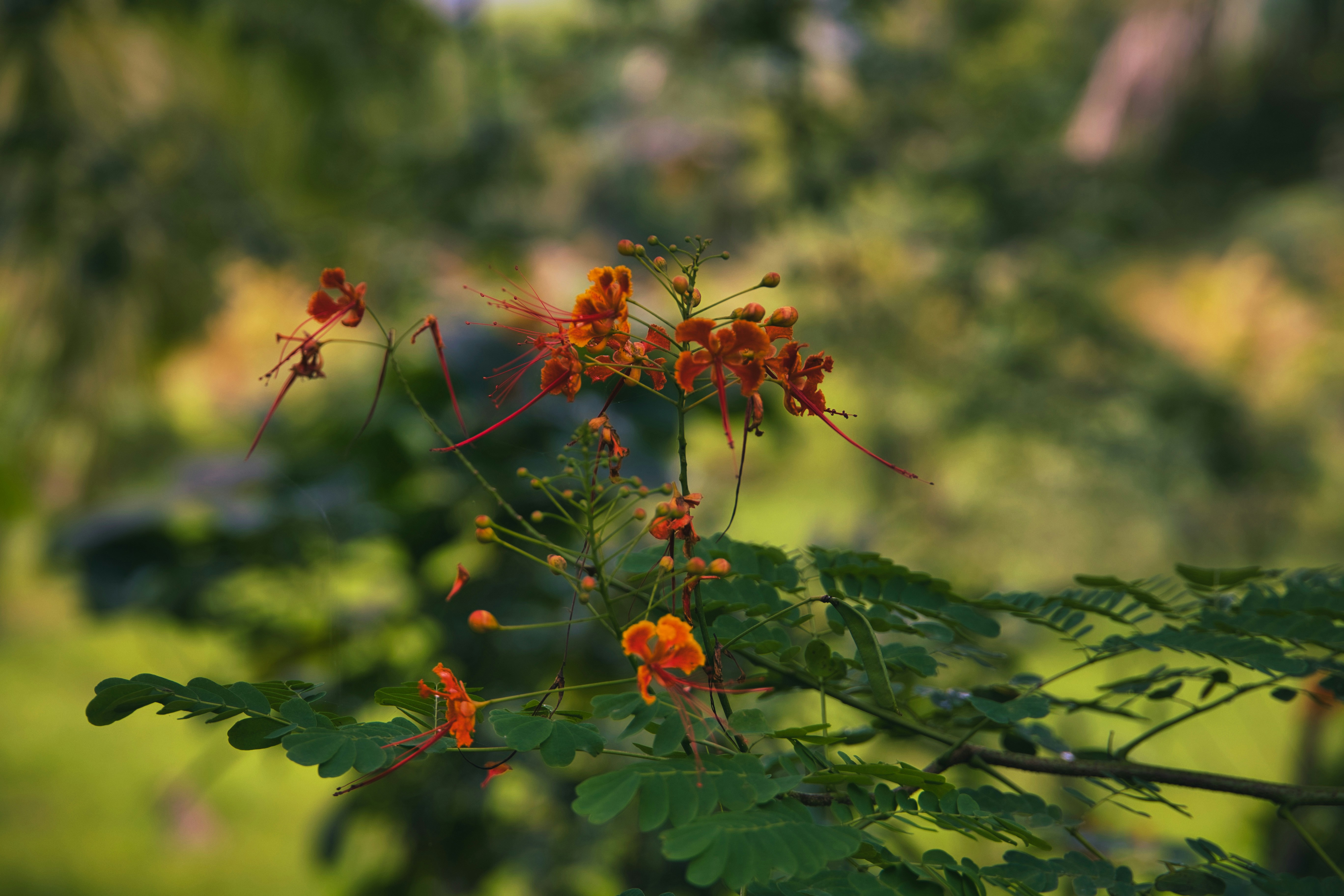 Orange flowers on a green leafy branch