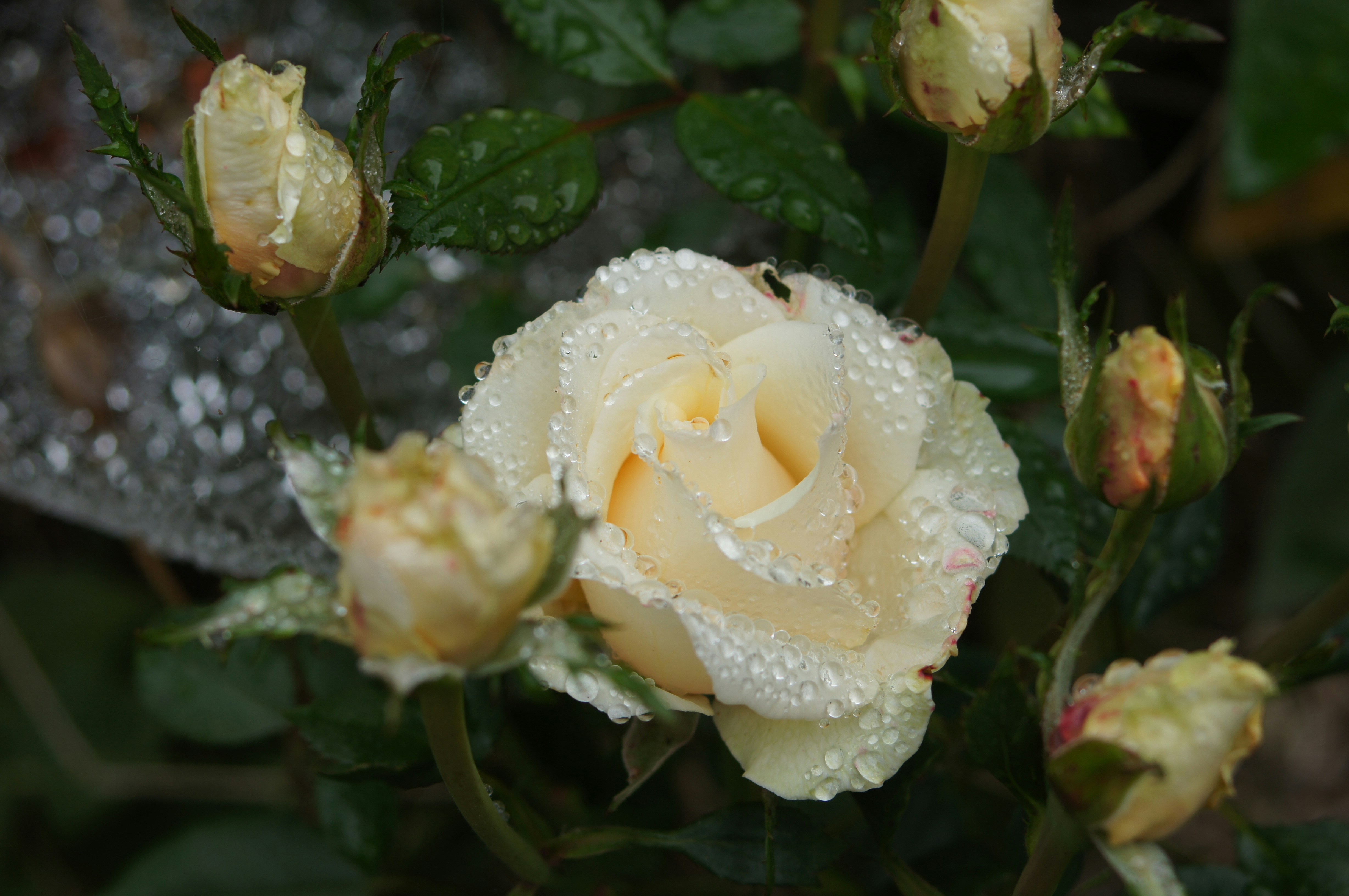 Cream rose with water droplets and buds.
