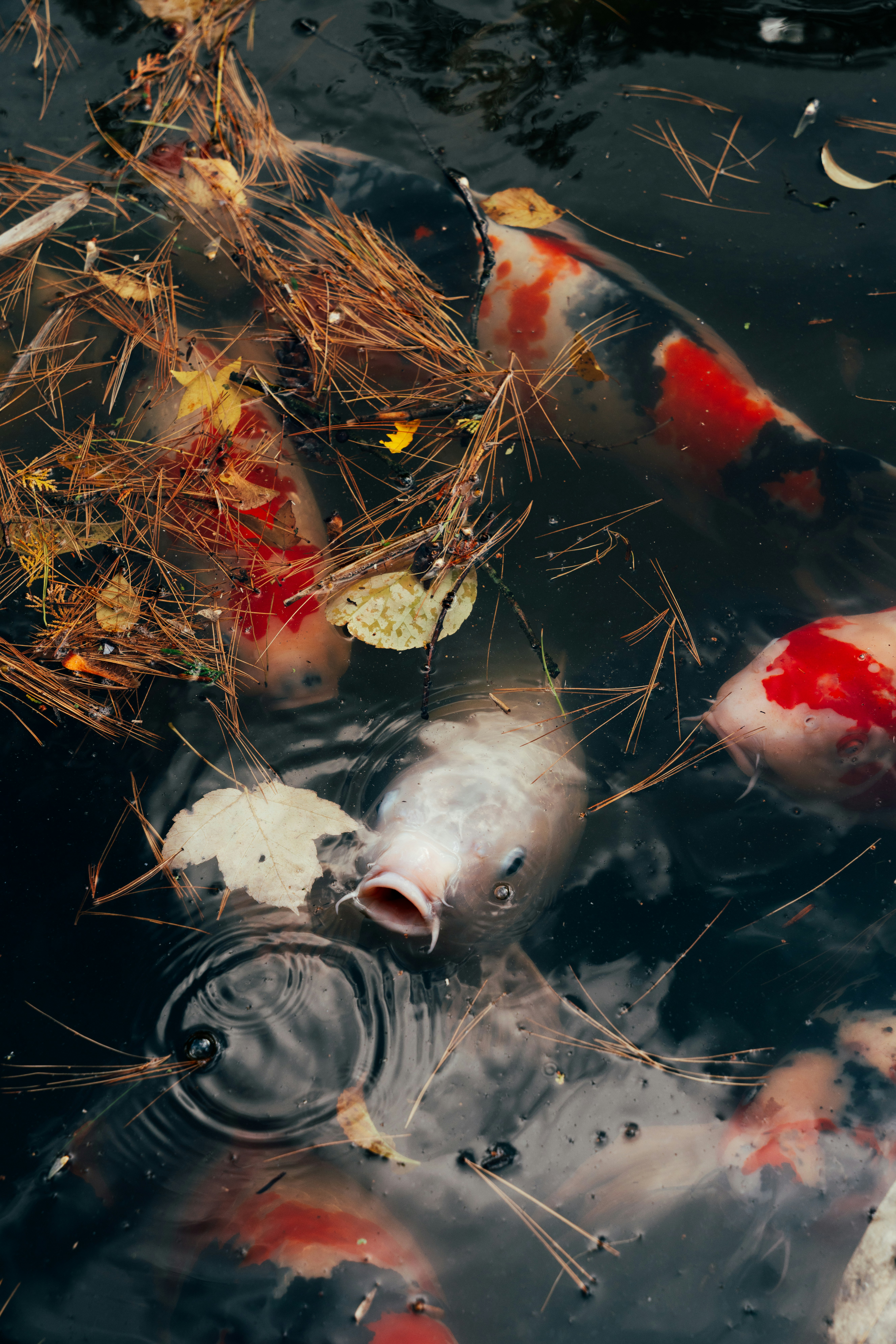 Photo by nellie_adamyan