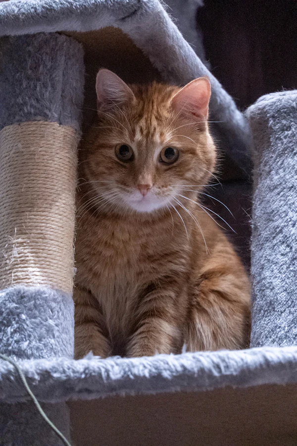 Cat Tree with Scratching Posts