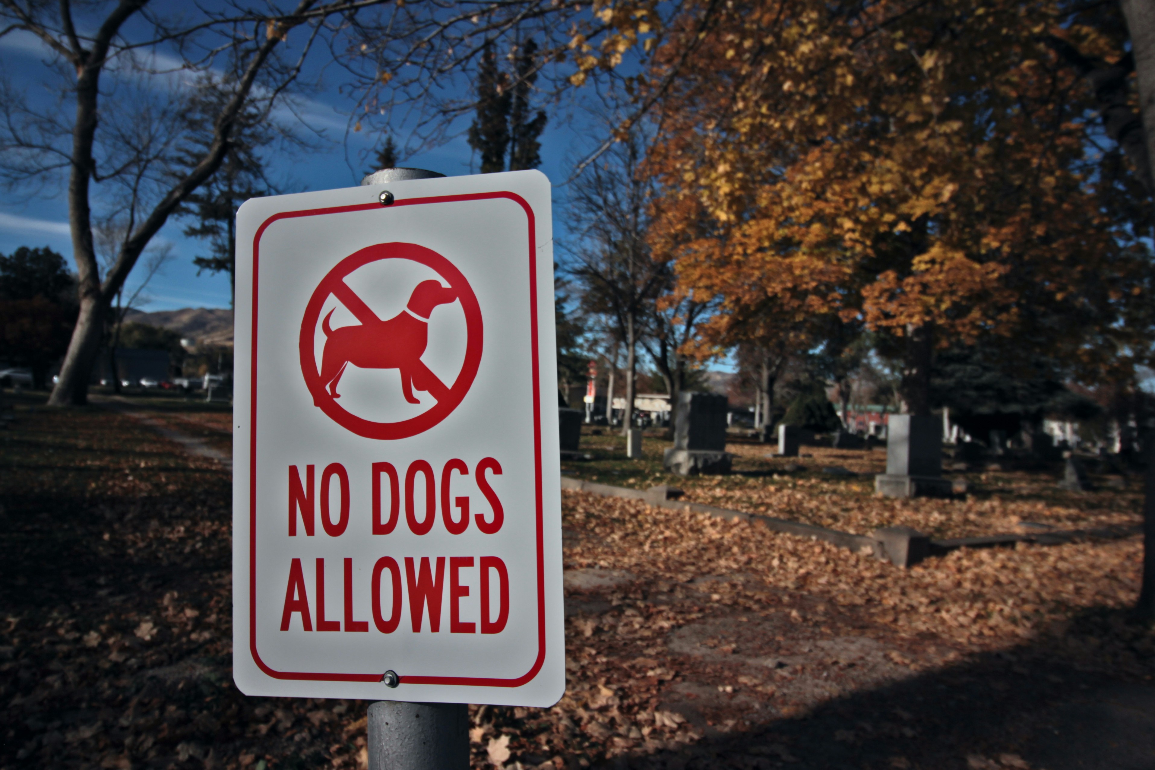 No Dogs Allowed ’Cos Islam