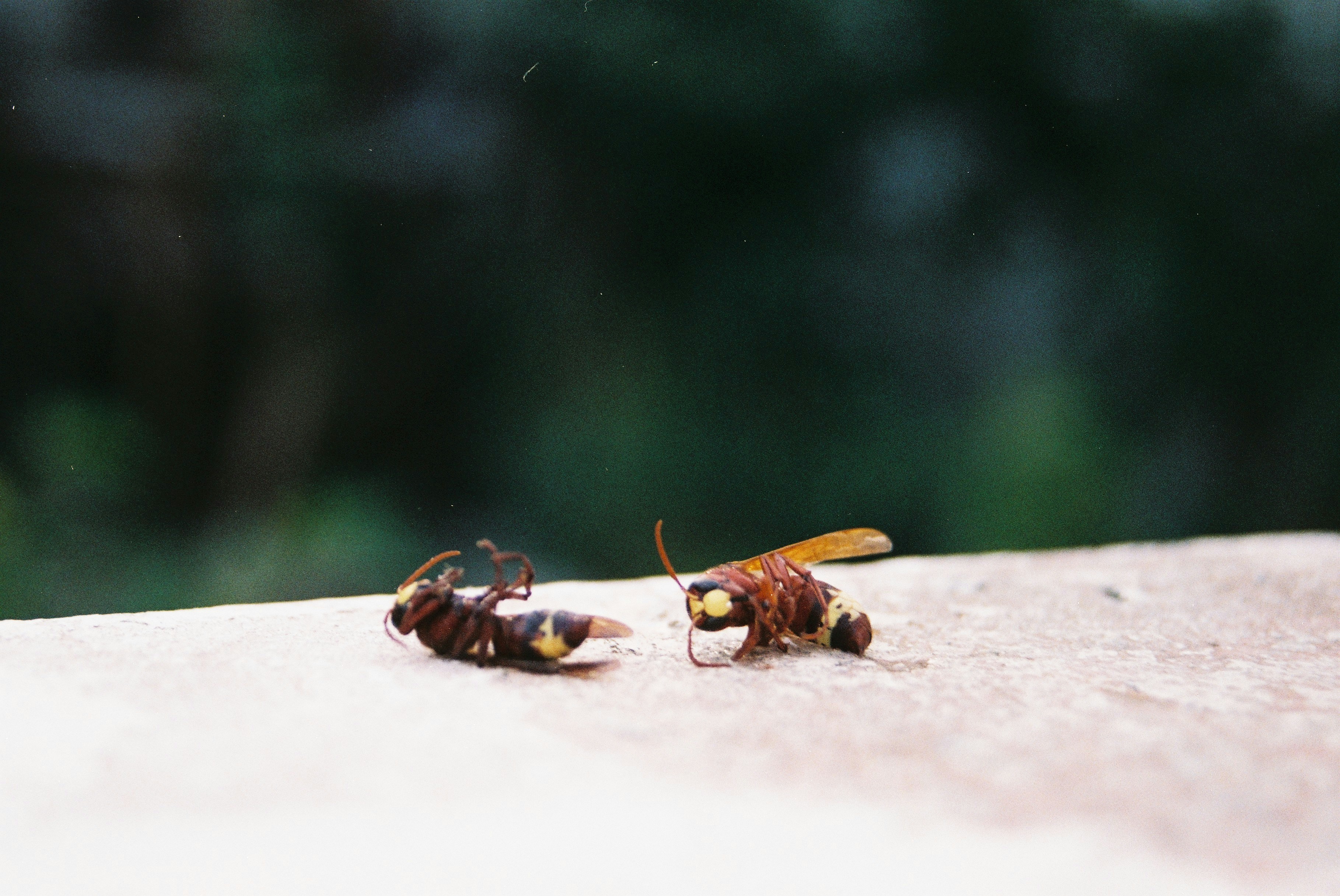 Two dead wasps on a white surface