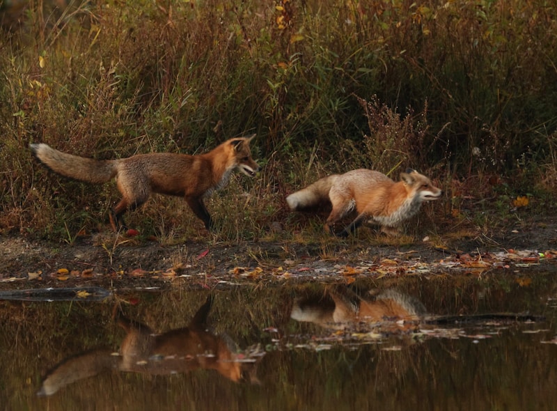gay couple in natural environment
