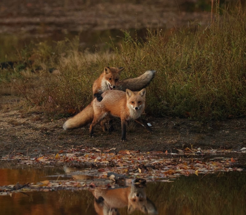 mature gay man by water