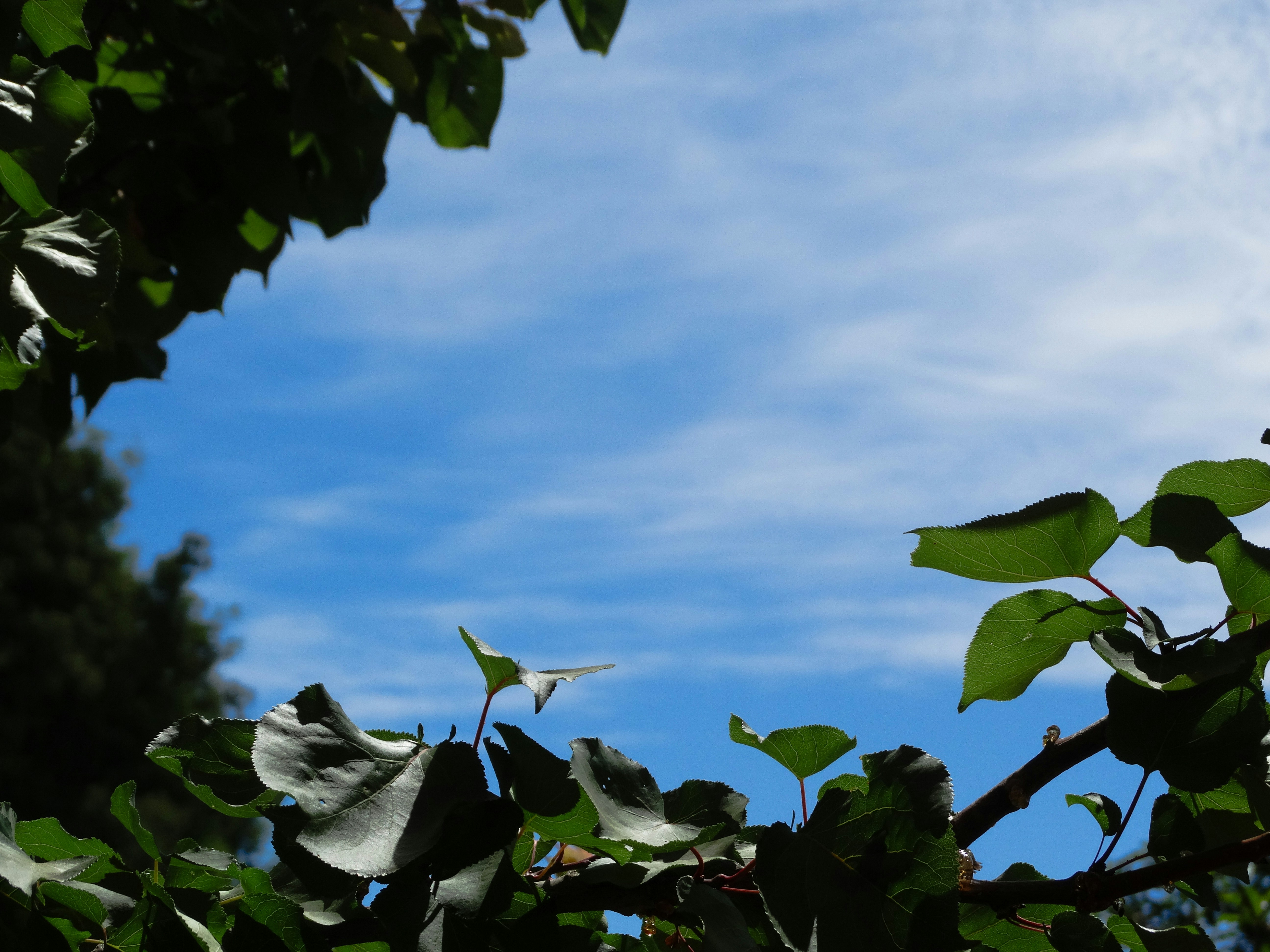Blue sky with wispy clouds framed by green leaves