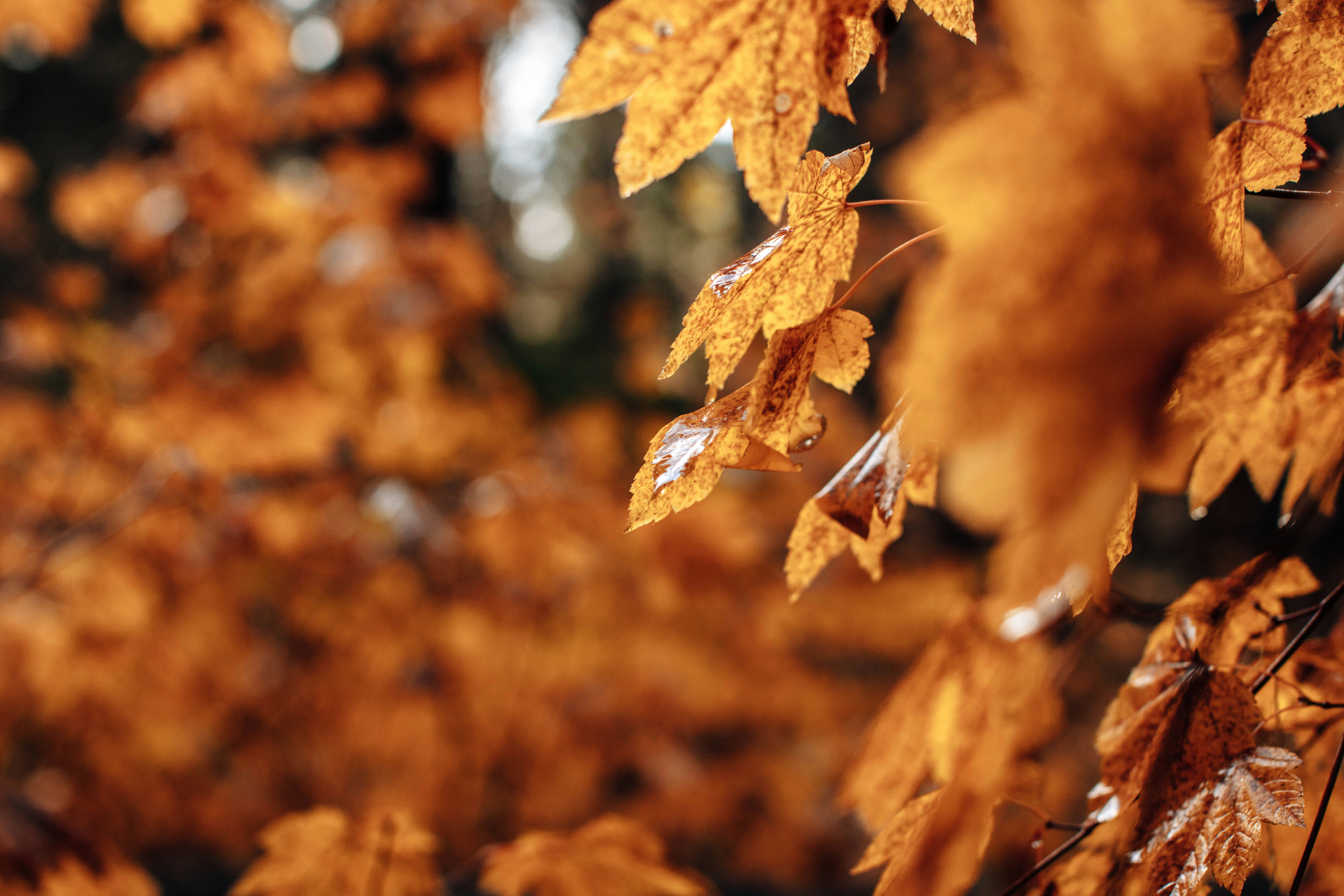 Close-up of autumn leaves with water droplets.